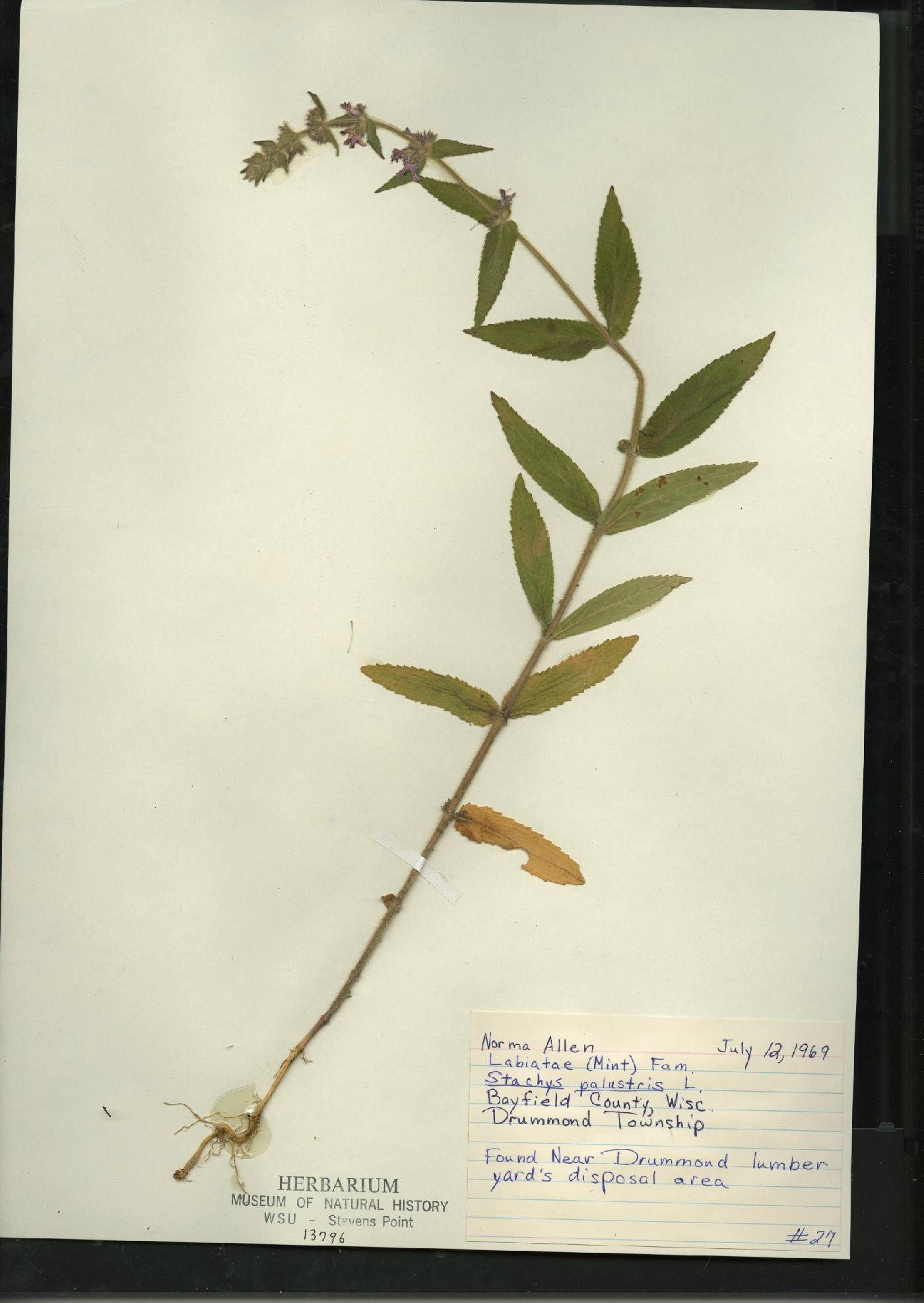 Stachys palustris image
