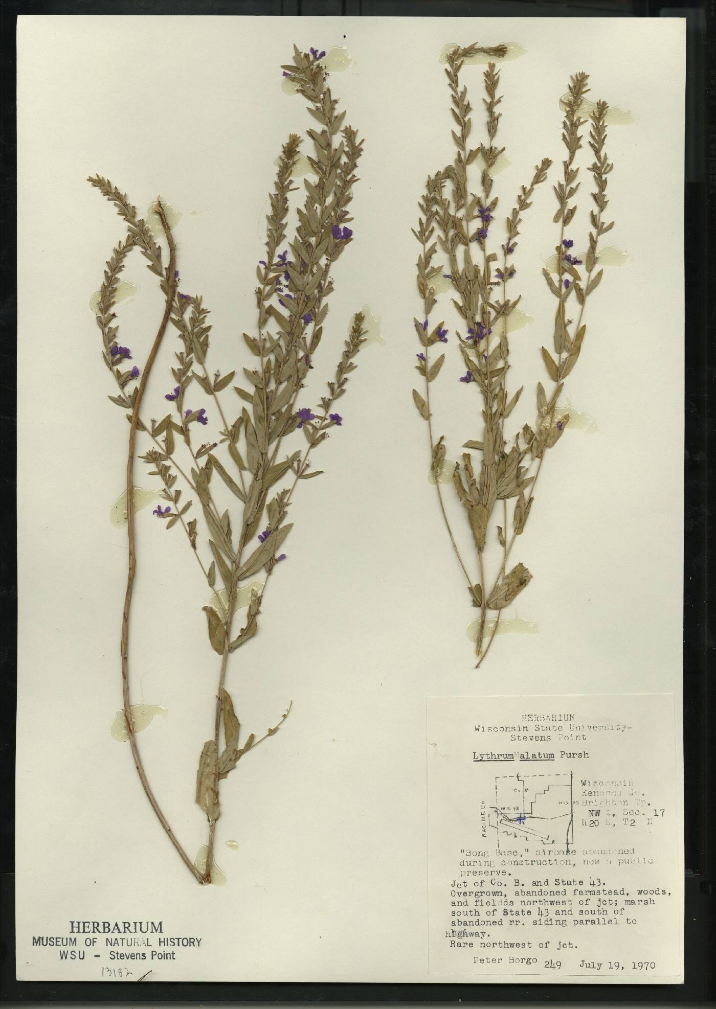 Lythrum alatum var. alatum image