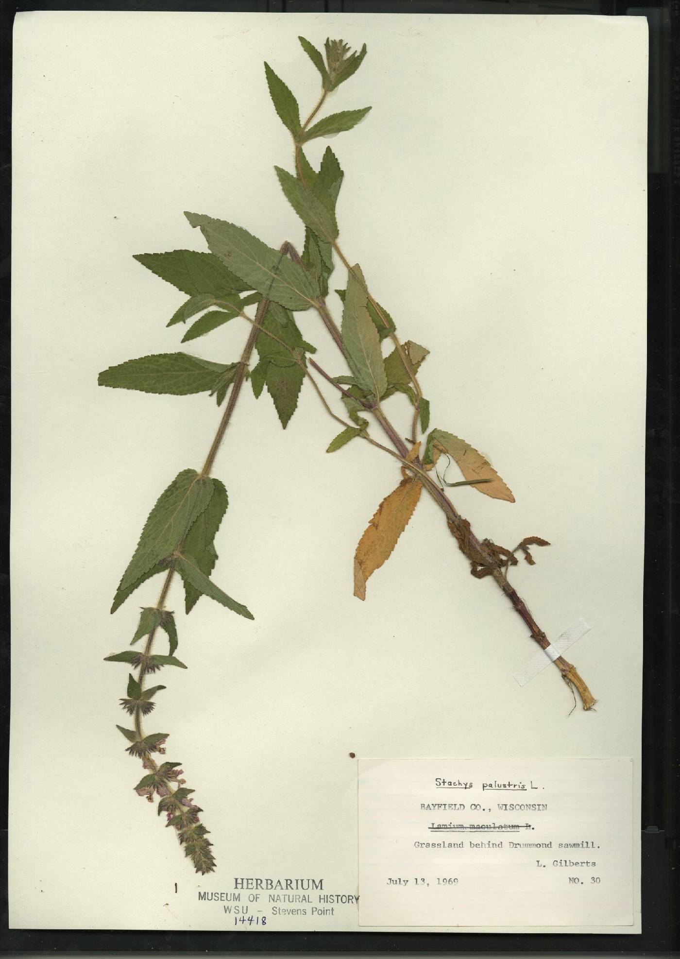 Stachys palustris image