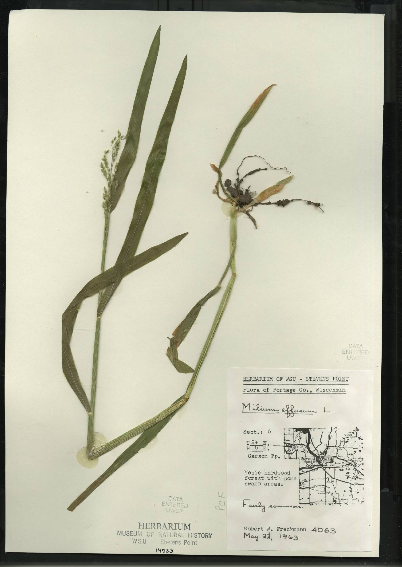 Milium effusum image