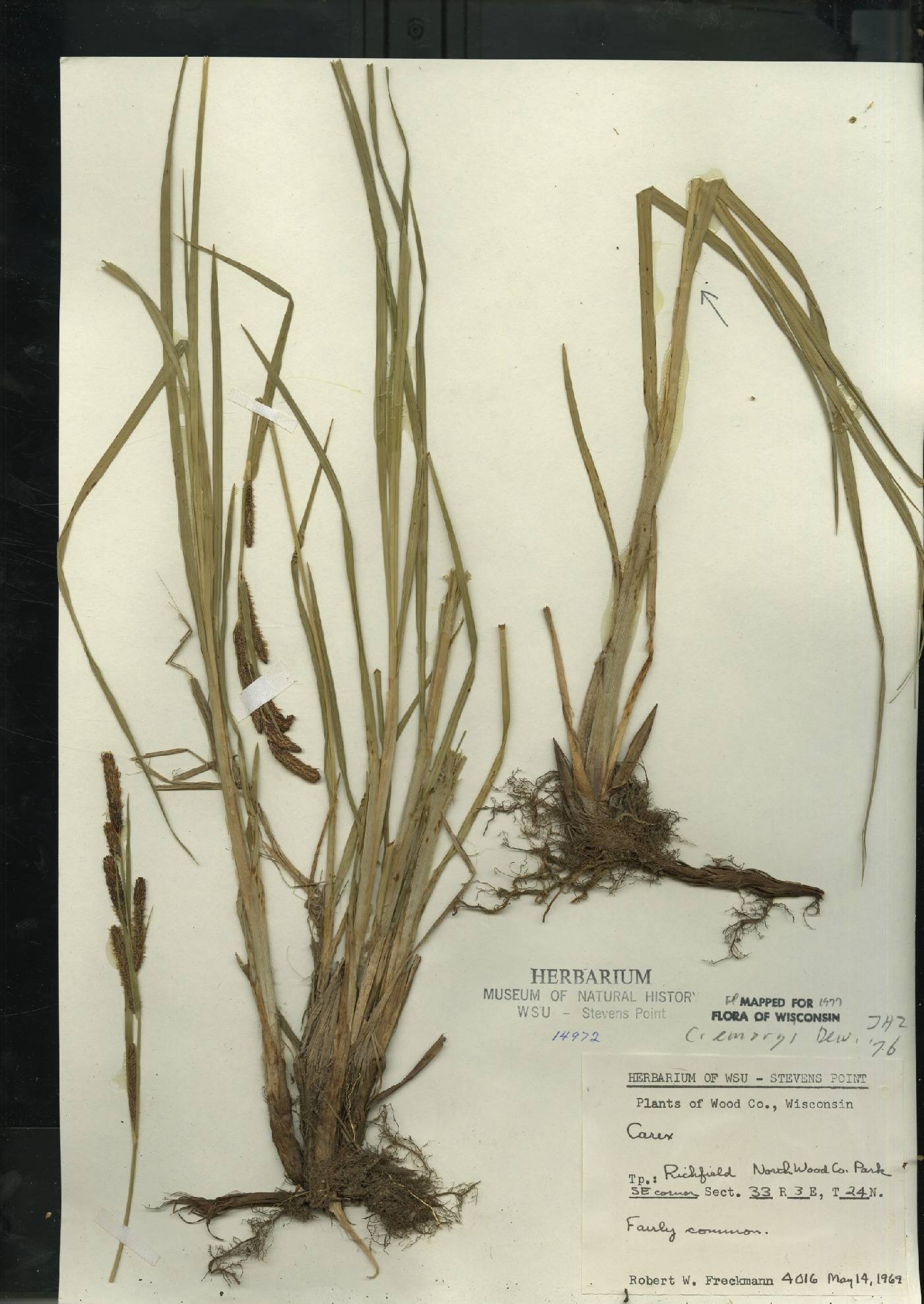 Carex emoryi image
