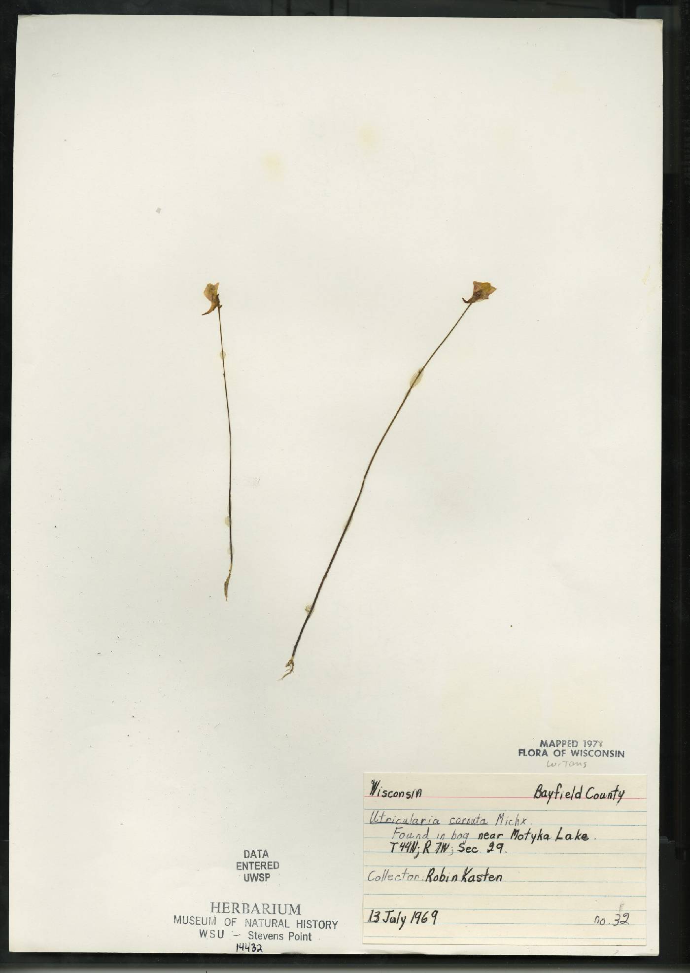 Utricularia cornuta image