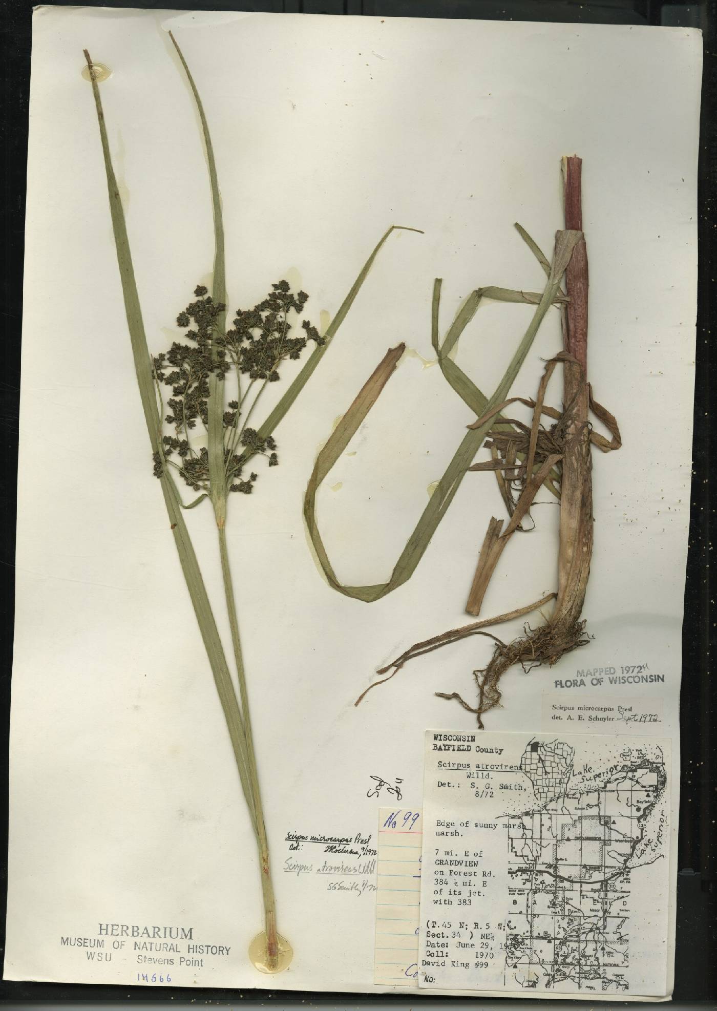 Scirpus microcarpus image