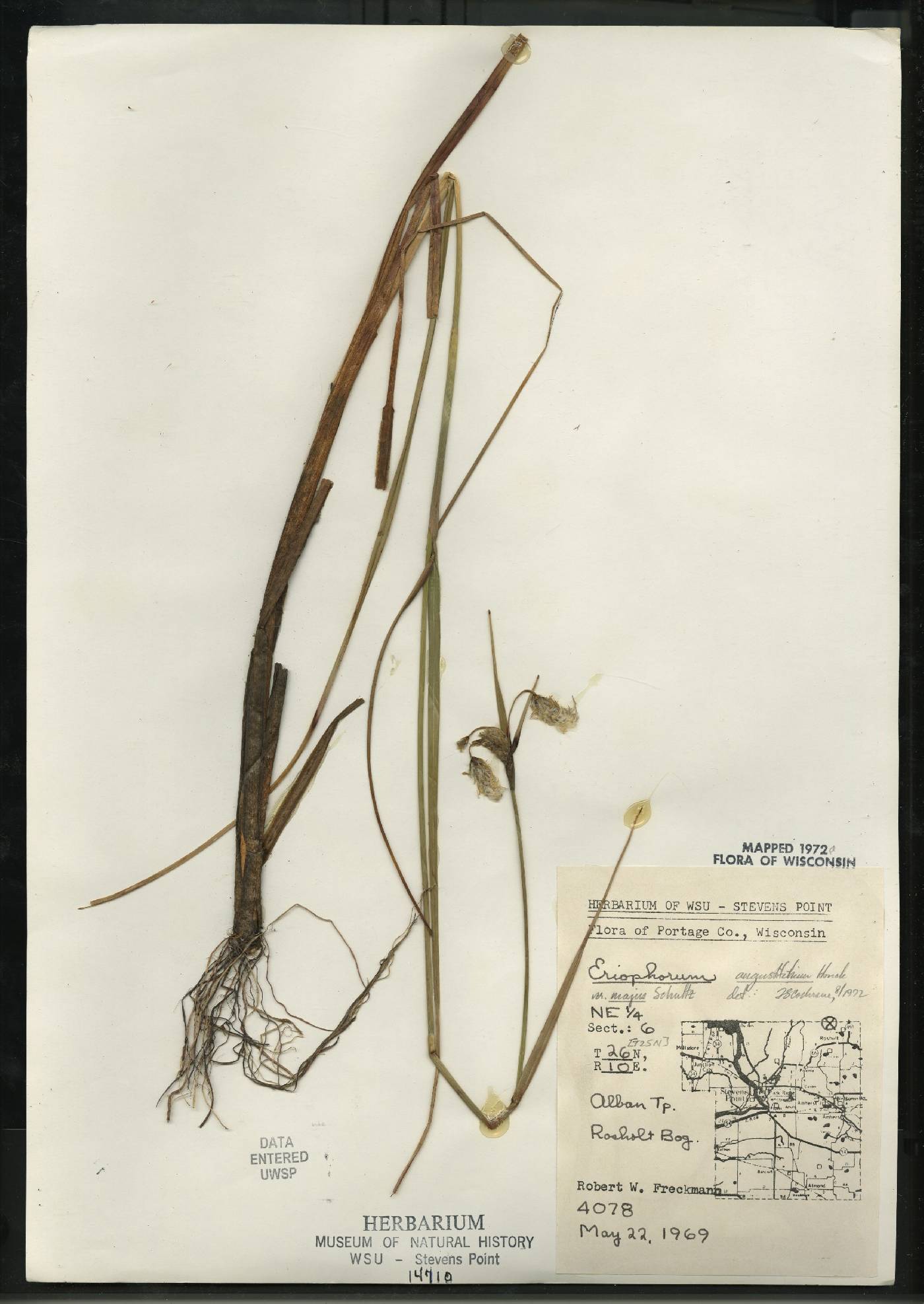 Eriophorum angustifolium image