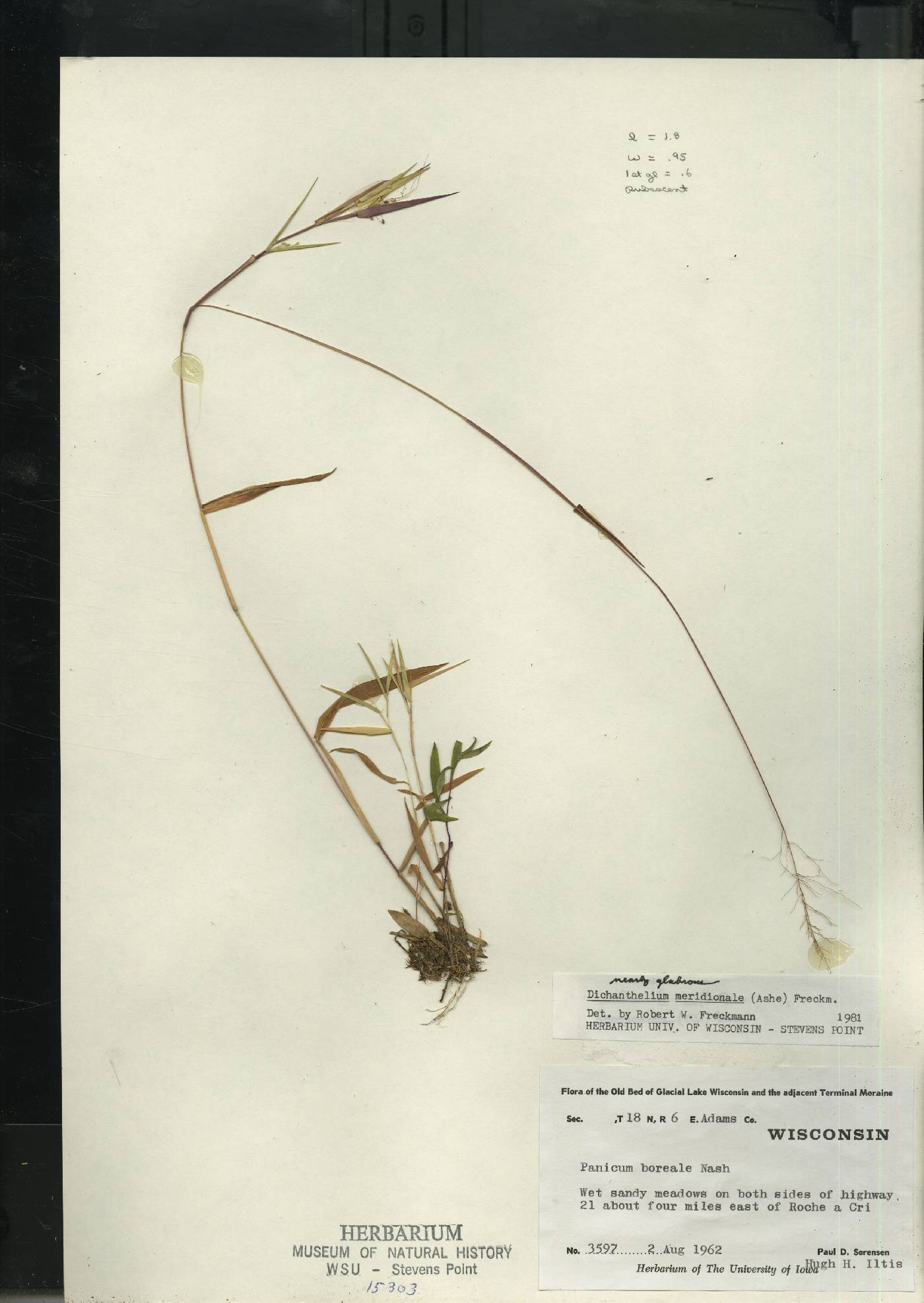 Dichanthelium meridionale image