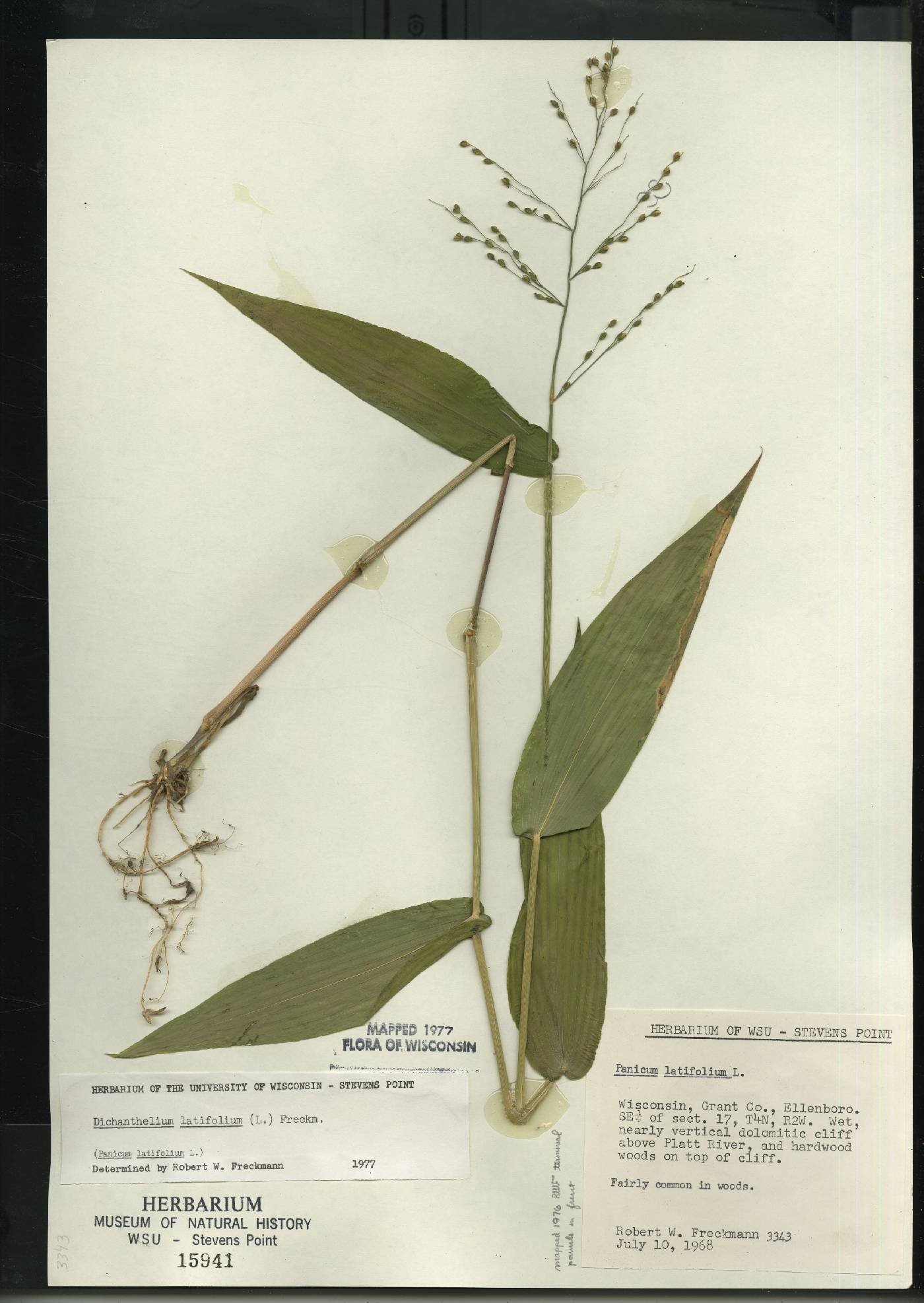 Dichanthelium latifolium image