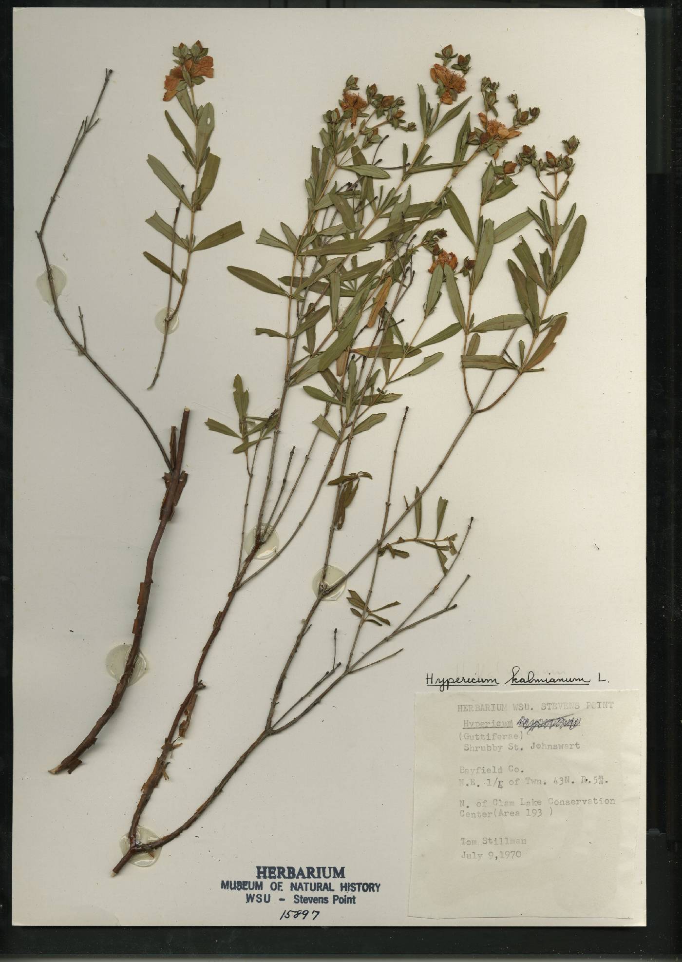 Hypericum kalmianum image