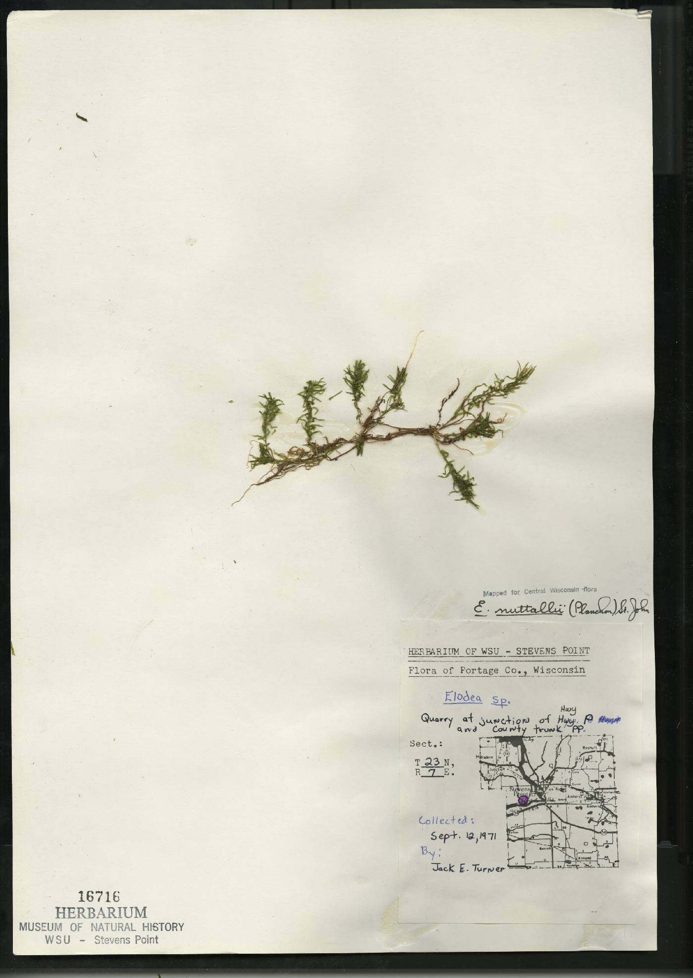 Elodea nuttallii image