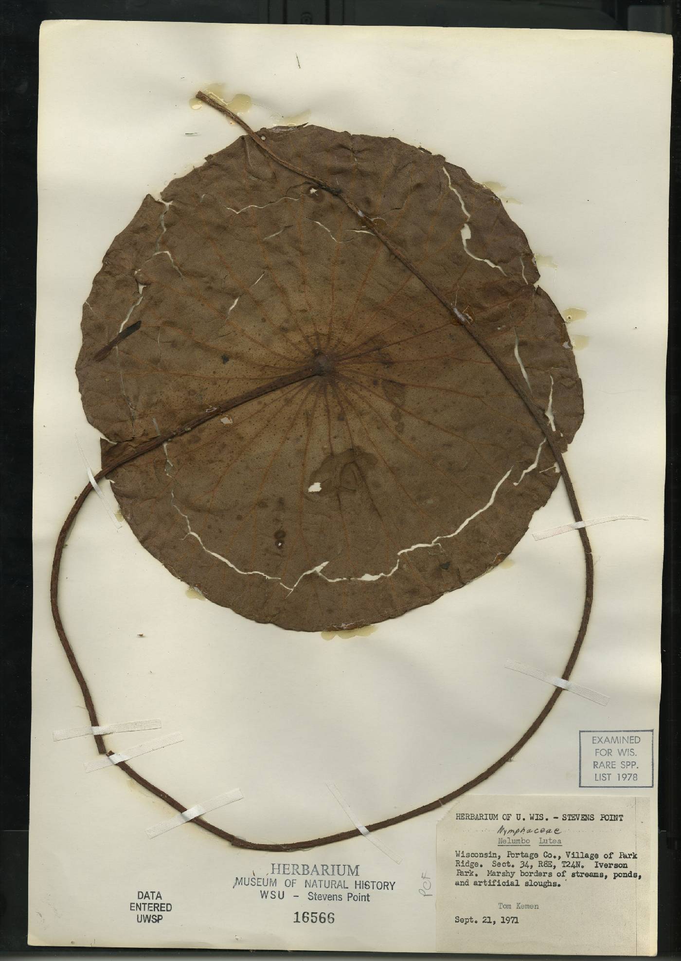 Nelumbo lutea image