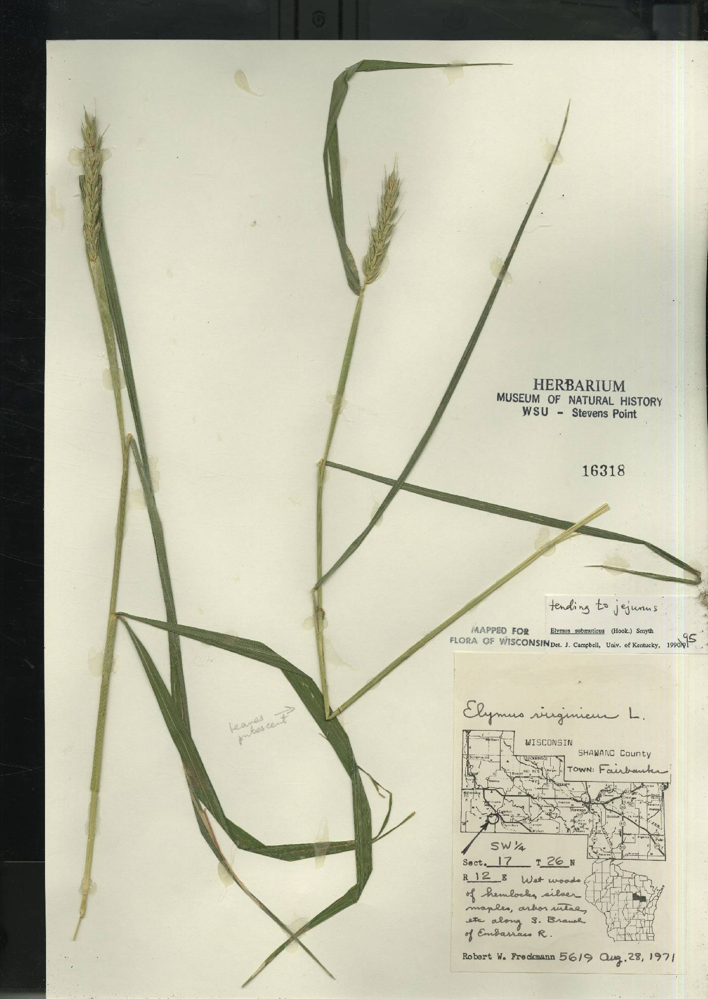 Elymus curvatus image