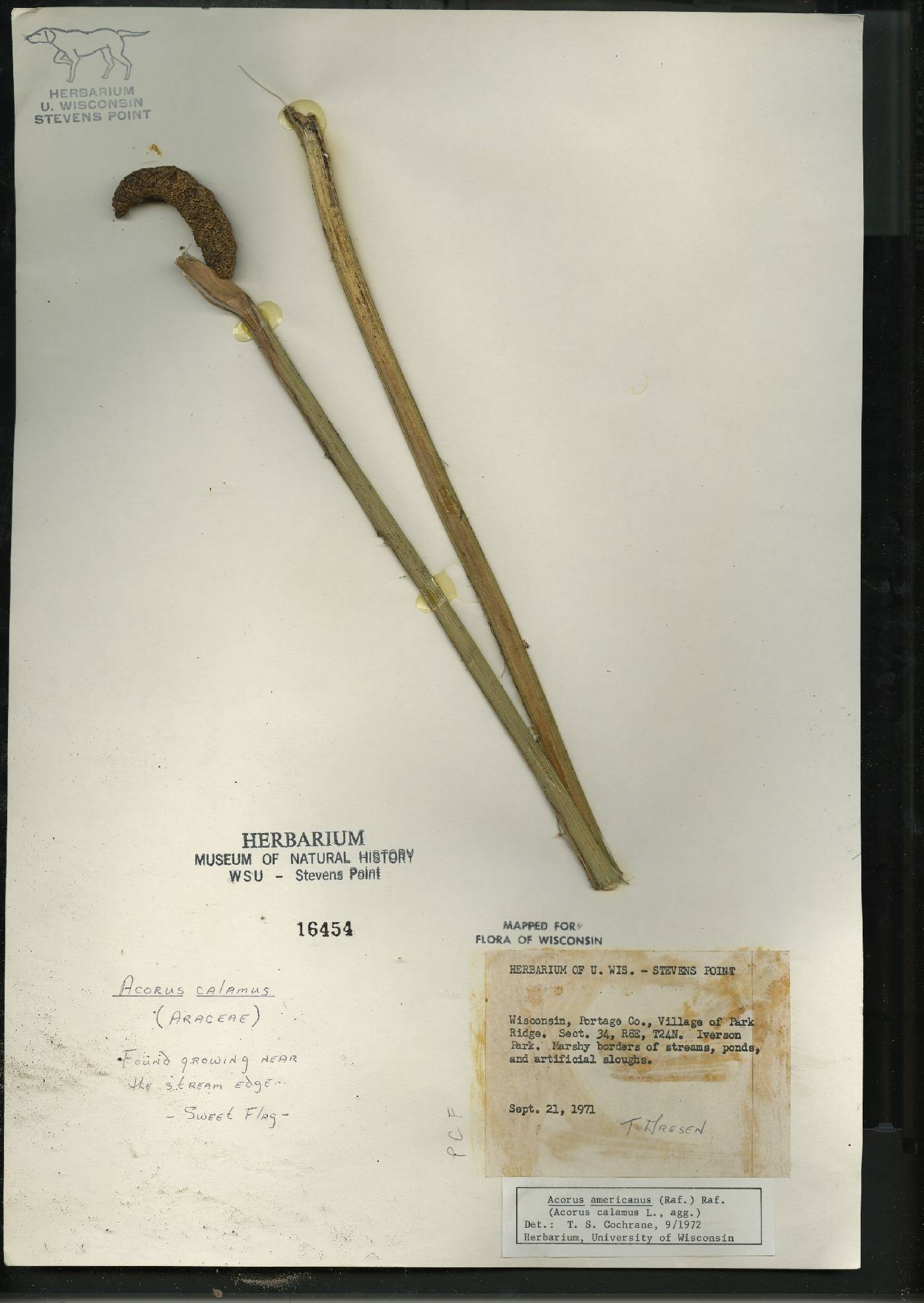 Acorus americanus image