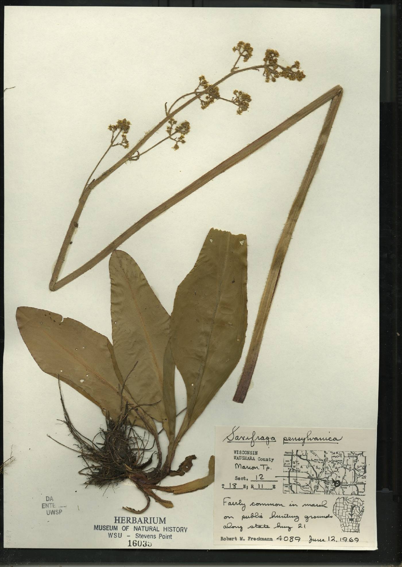 Micranthes pensylvanica image