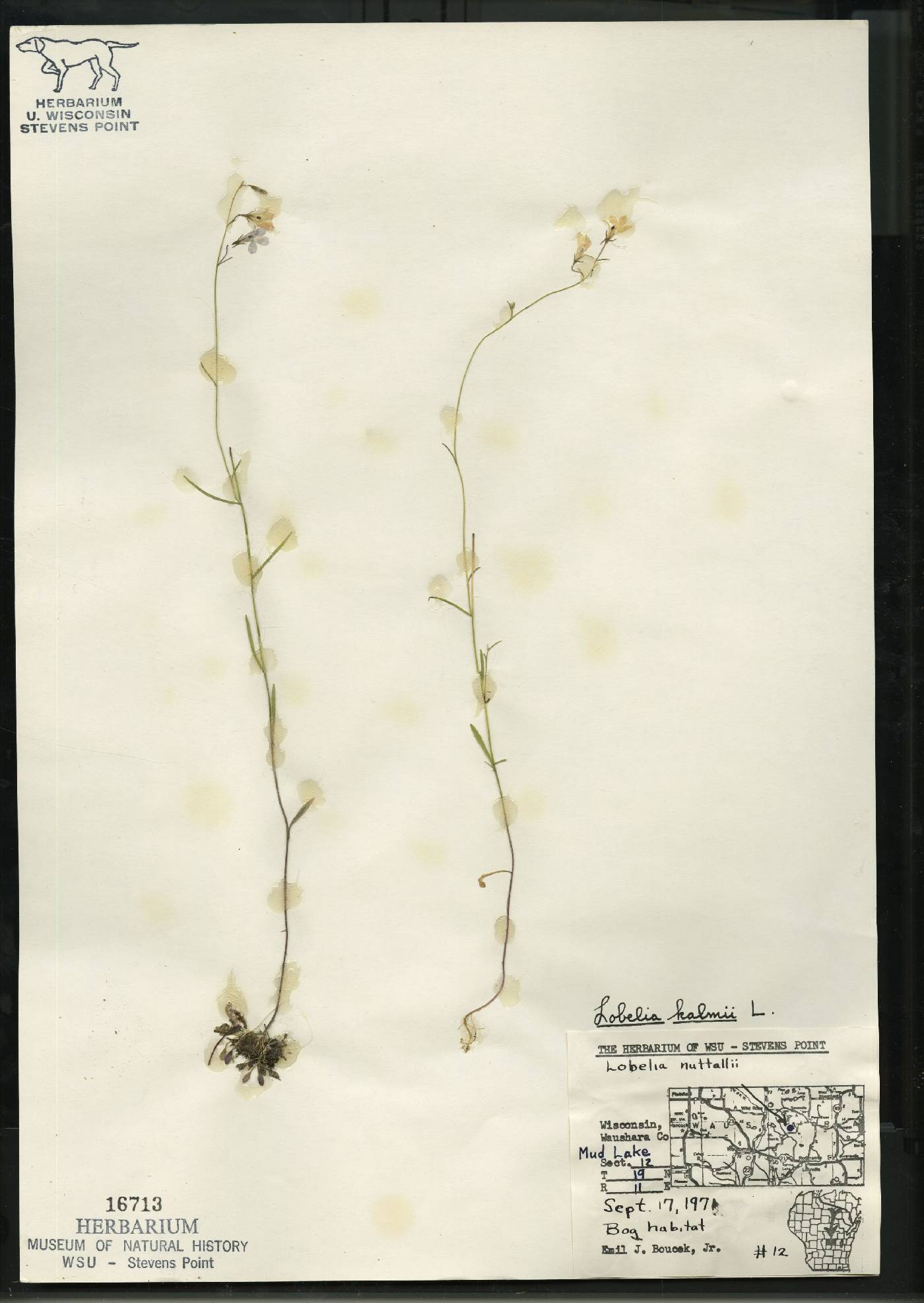 Lobelia kalmii image