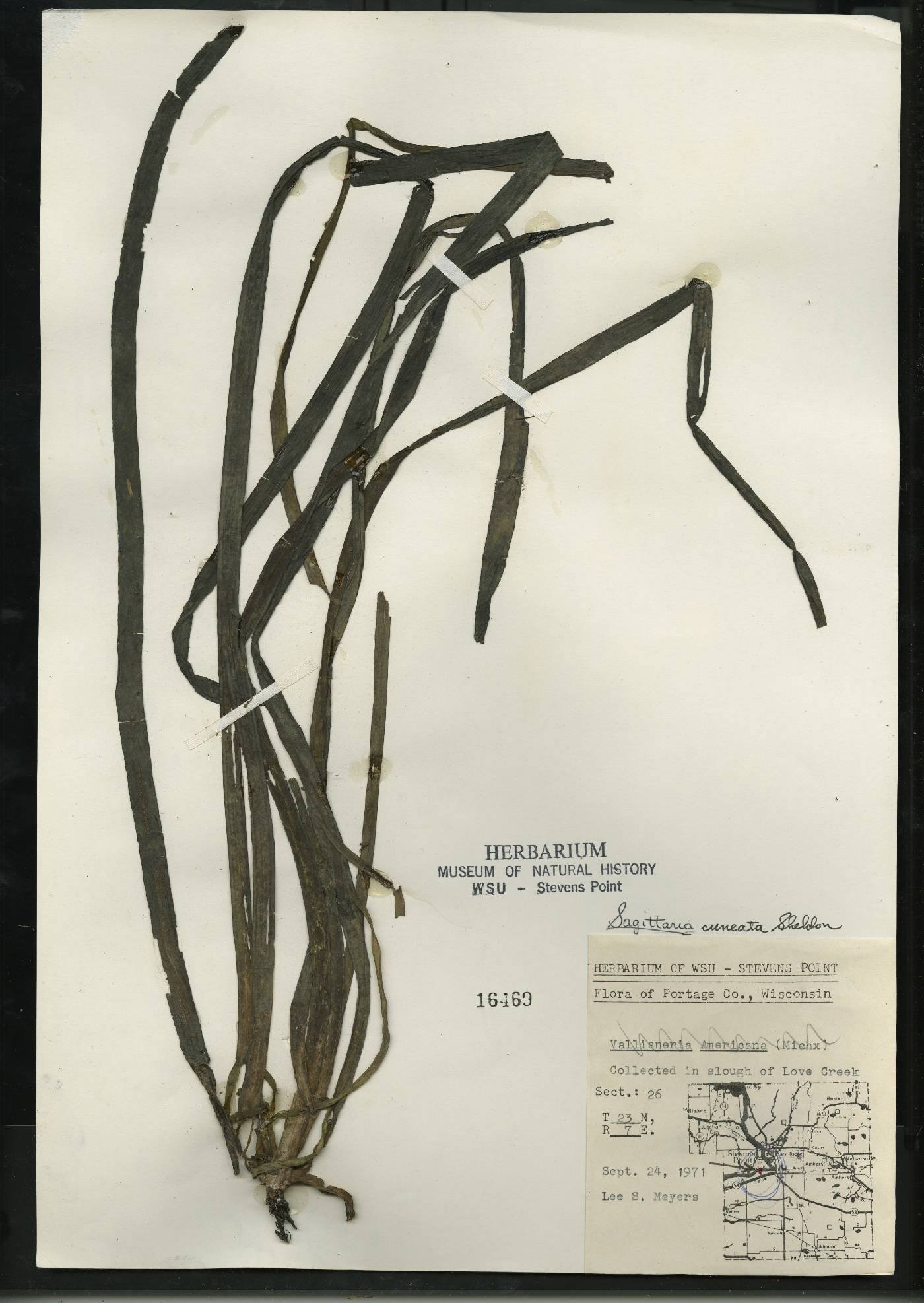 Sagittaria cuneata image