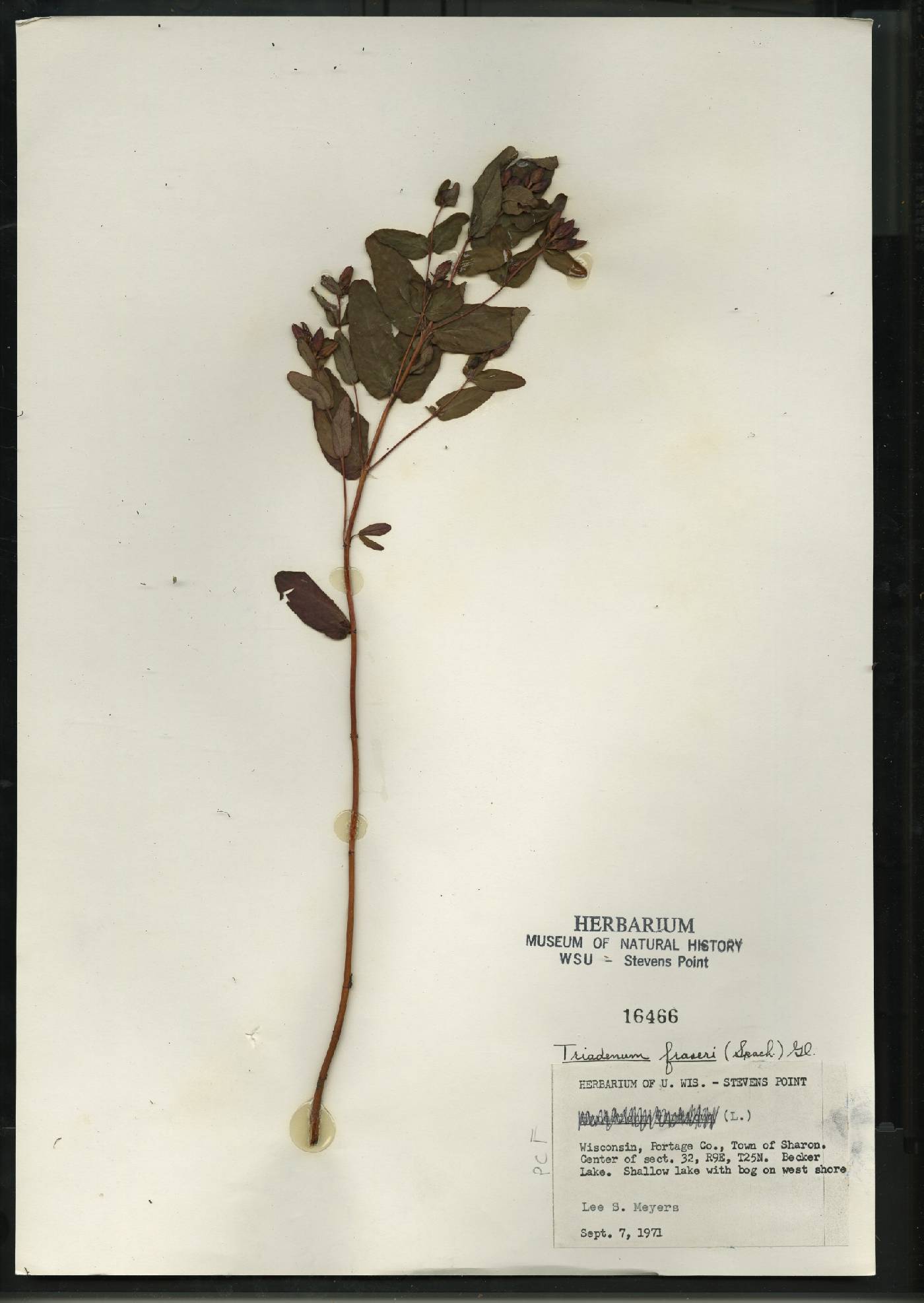 Triadenum fraseri image