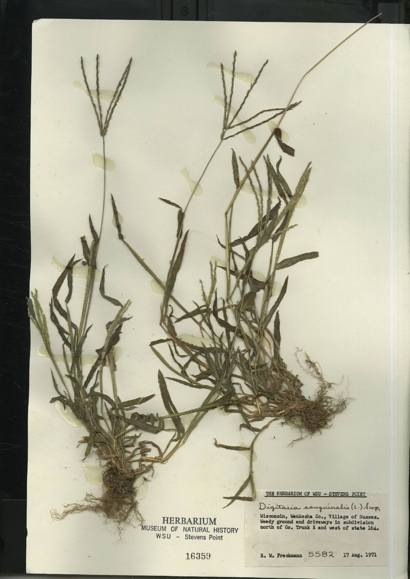 Digitaria sanguinalis image