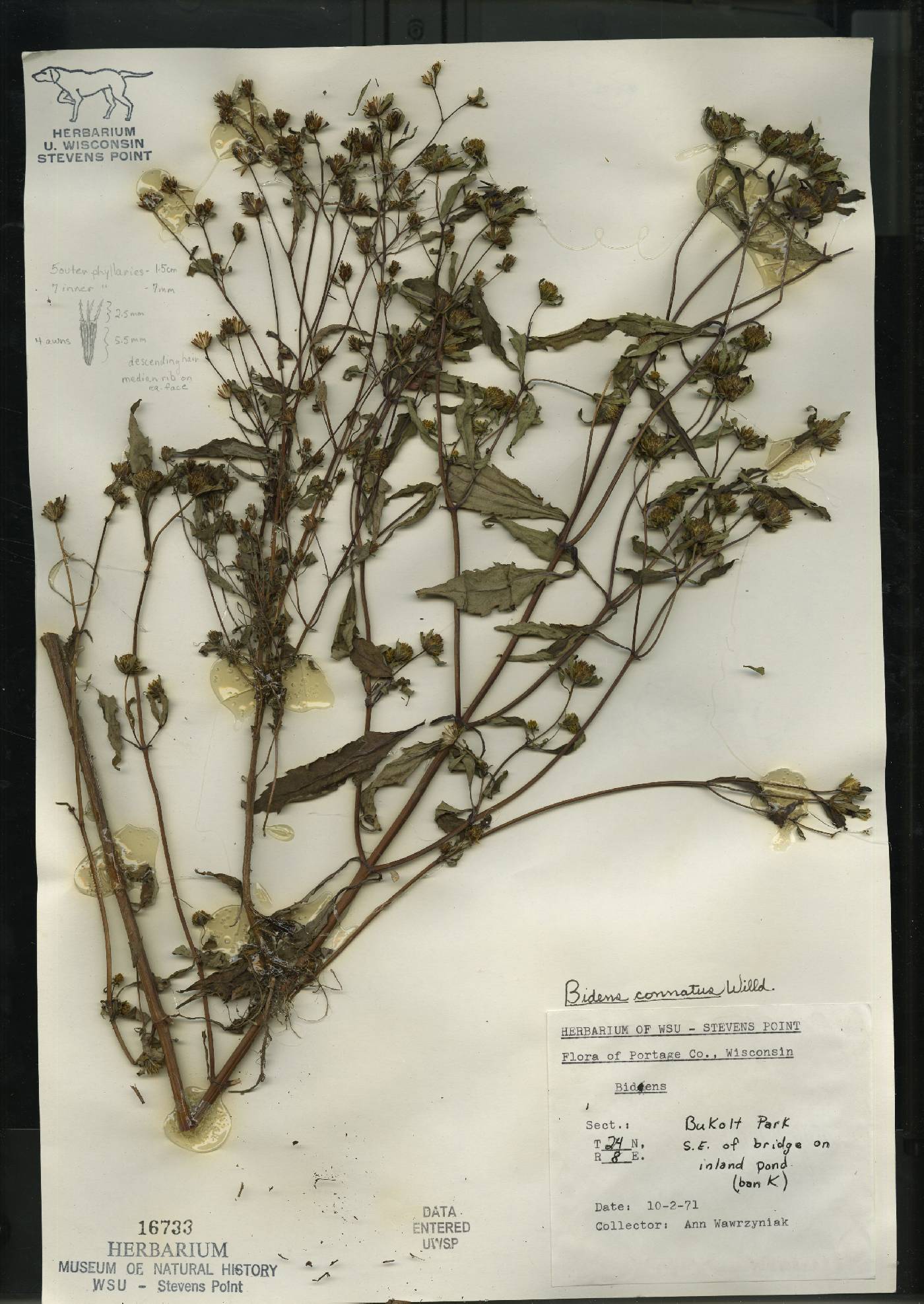 Bidens connata image