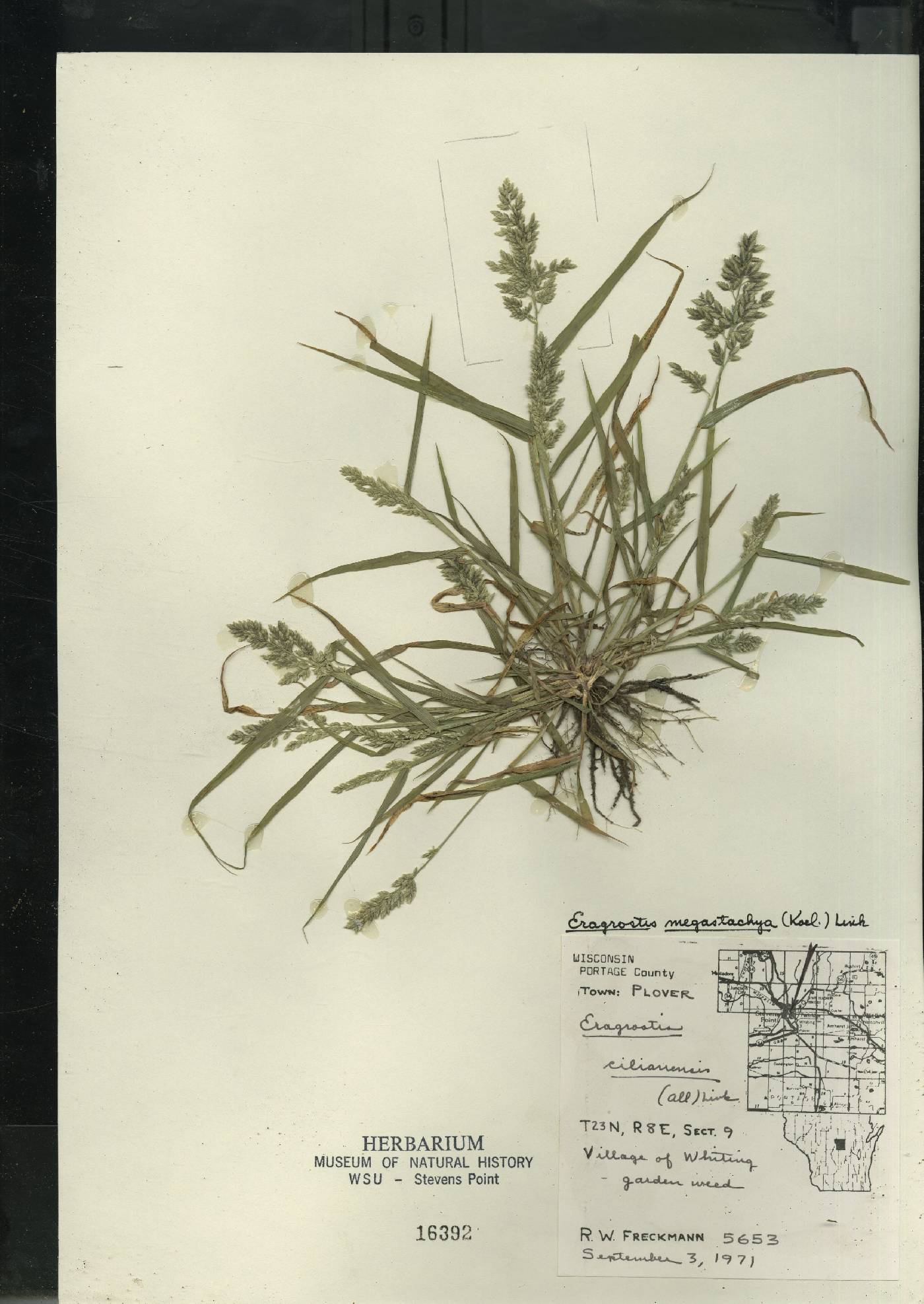 Eragrostis cilianensis image