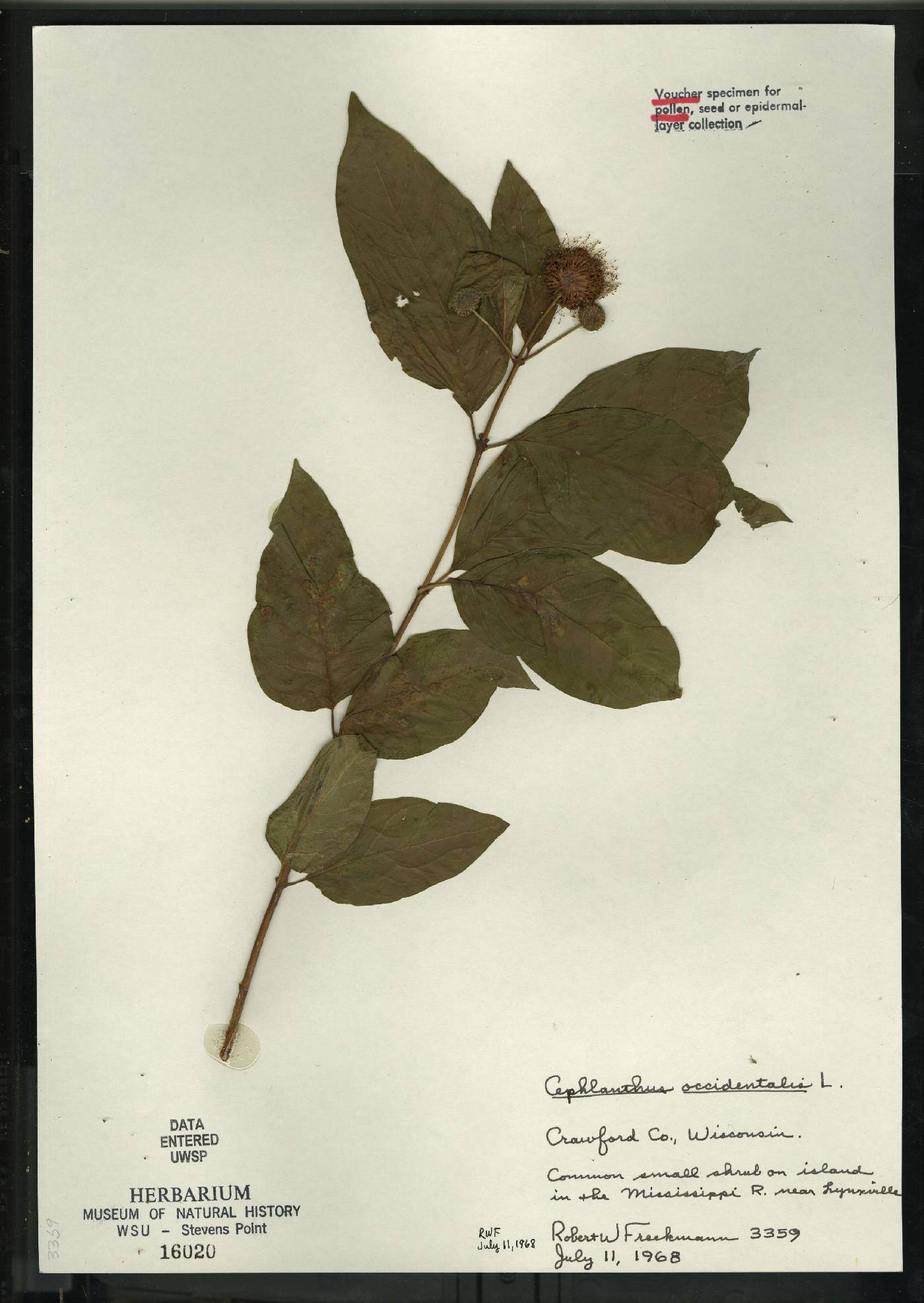 Cephalanthus occidentalis image