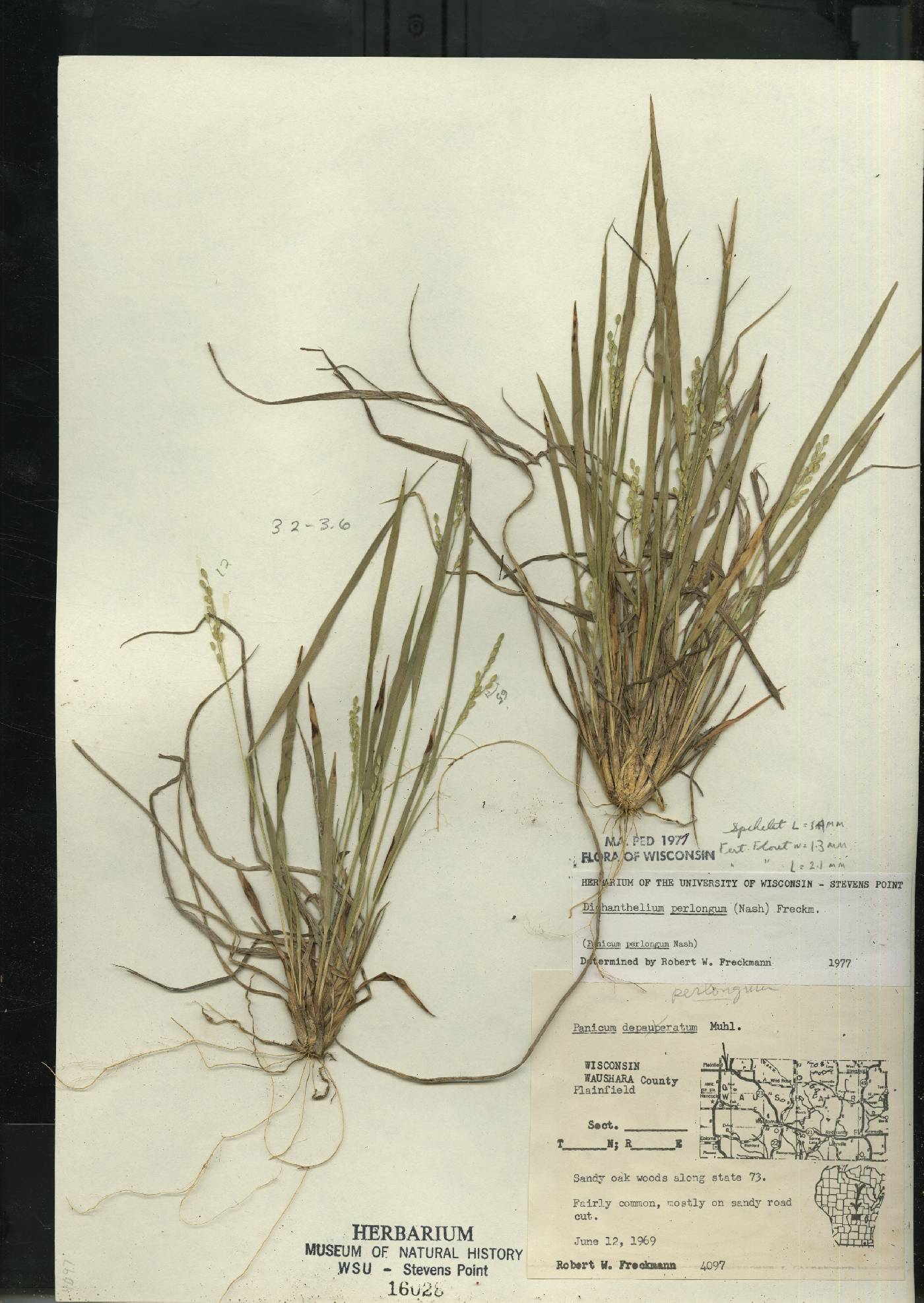 Dichanthelium perlongum image