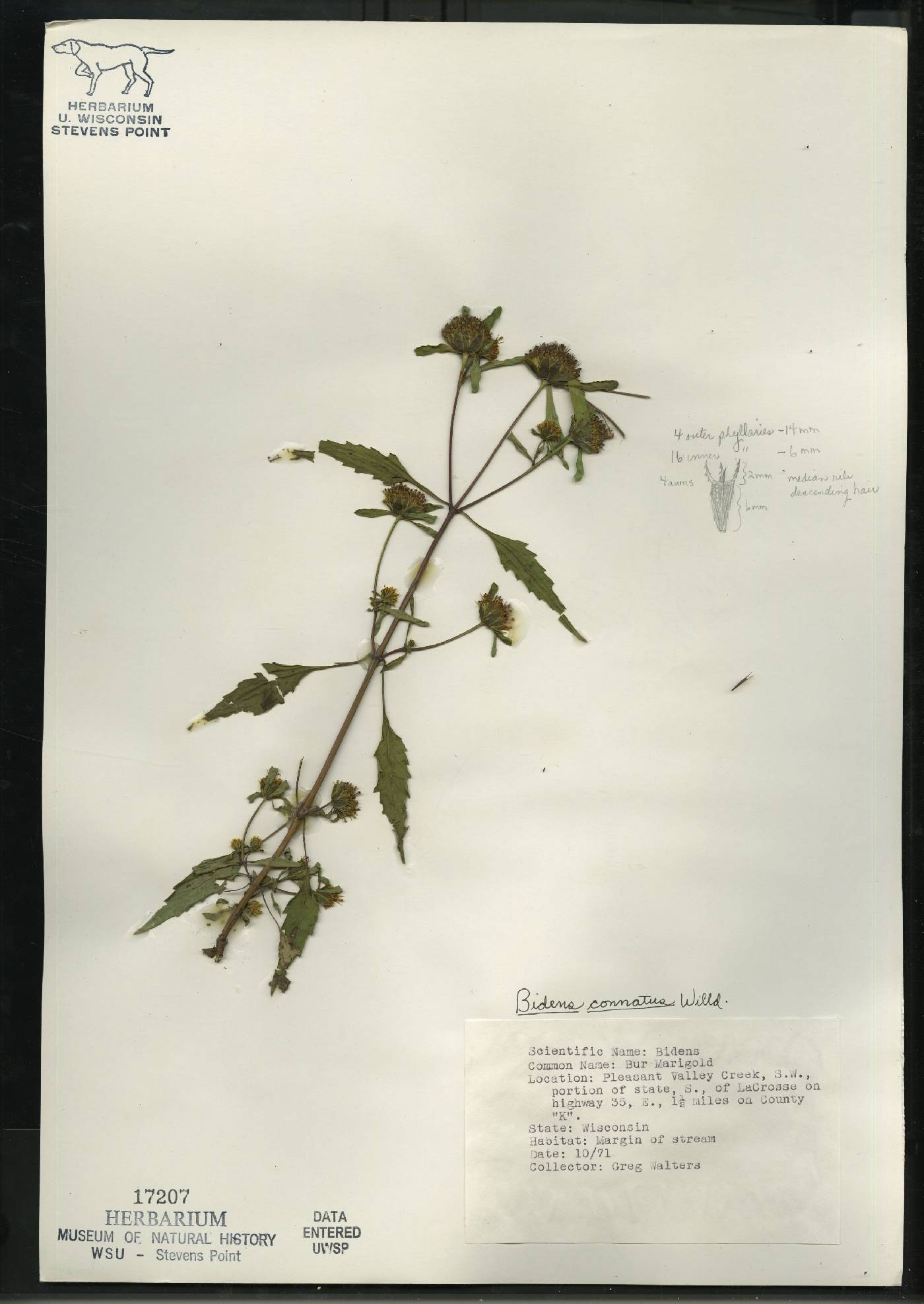 Bidens connata image