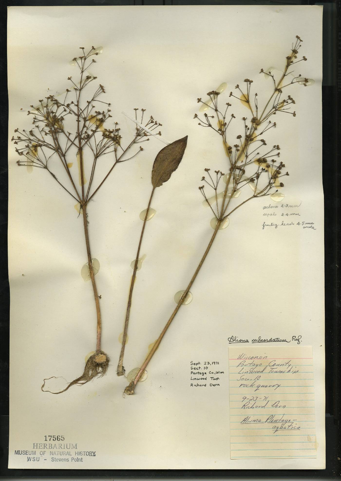 Alisma subcordatum image