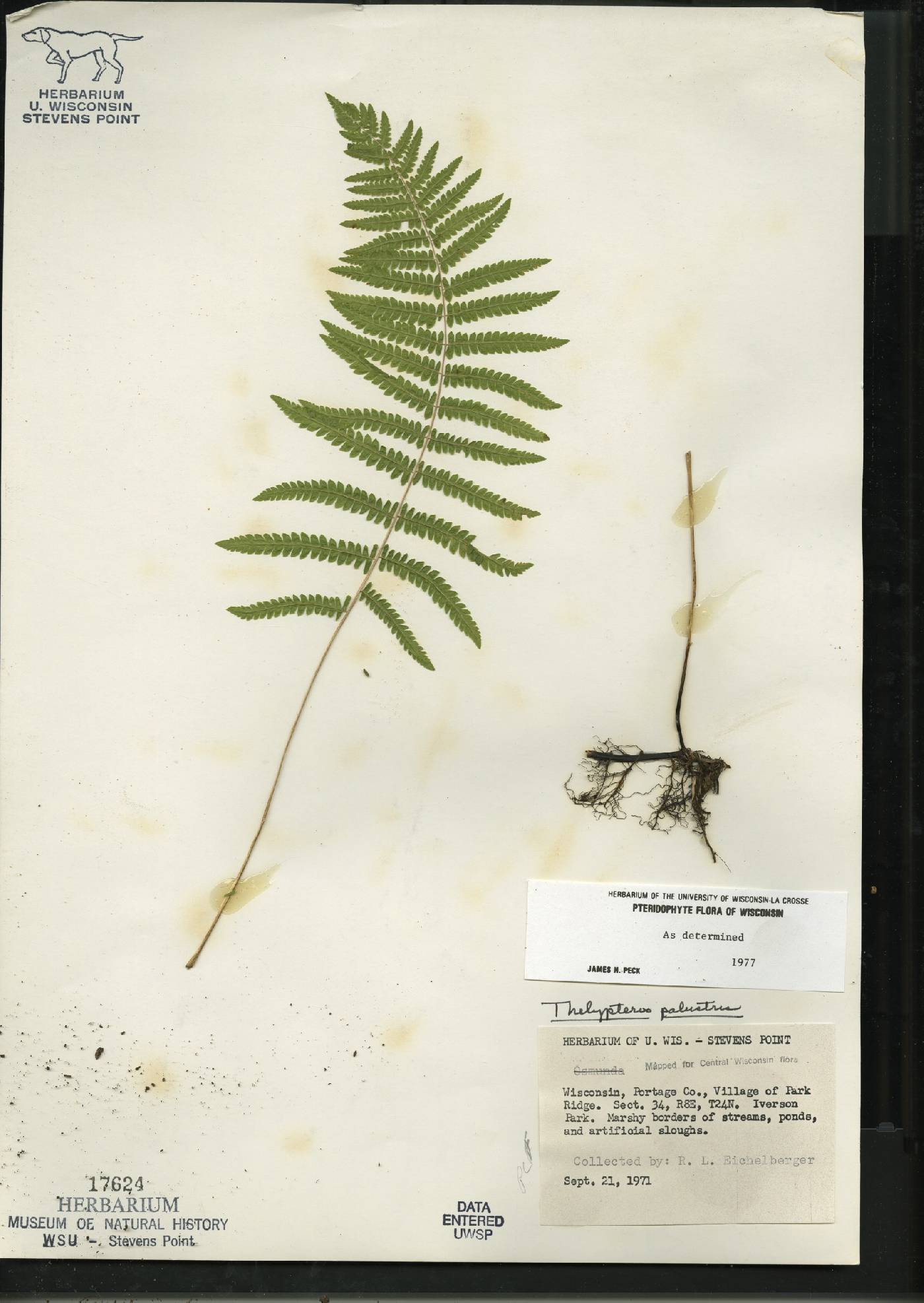 Thelypteris palustris image