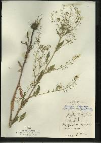 Image of Rorippa palustris subsp. palustris