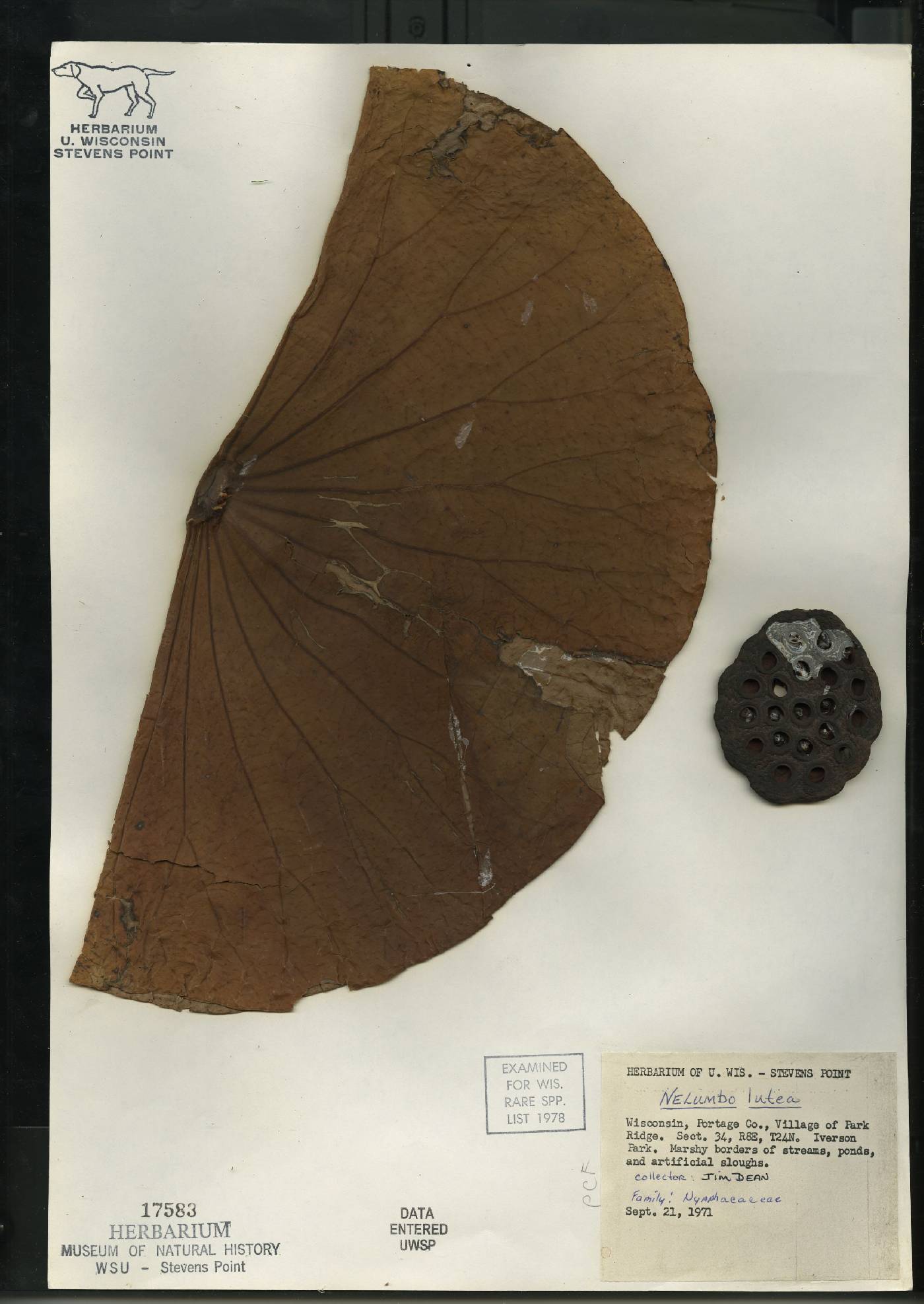 Nelumbo lutea image
