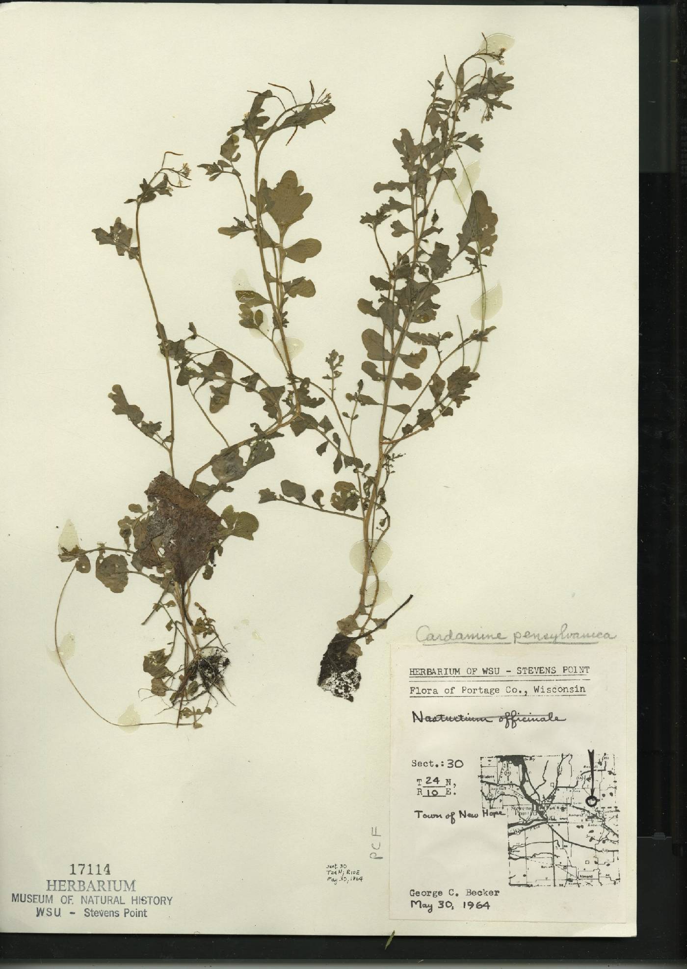 Cardamine pensylvanica image