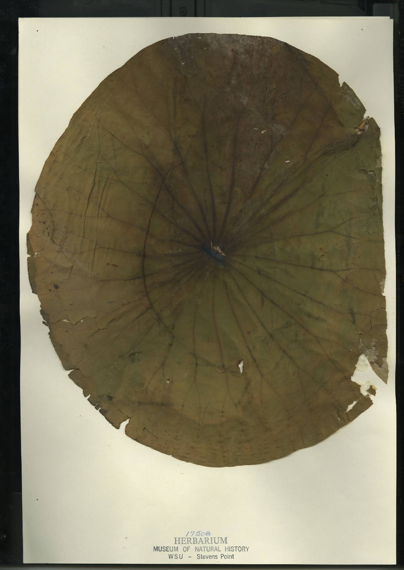 Nelumbo lutea image