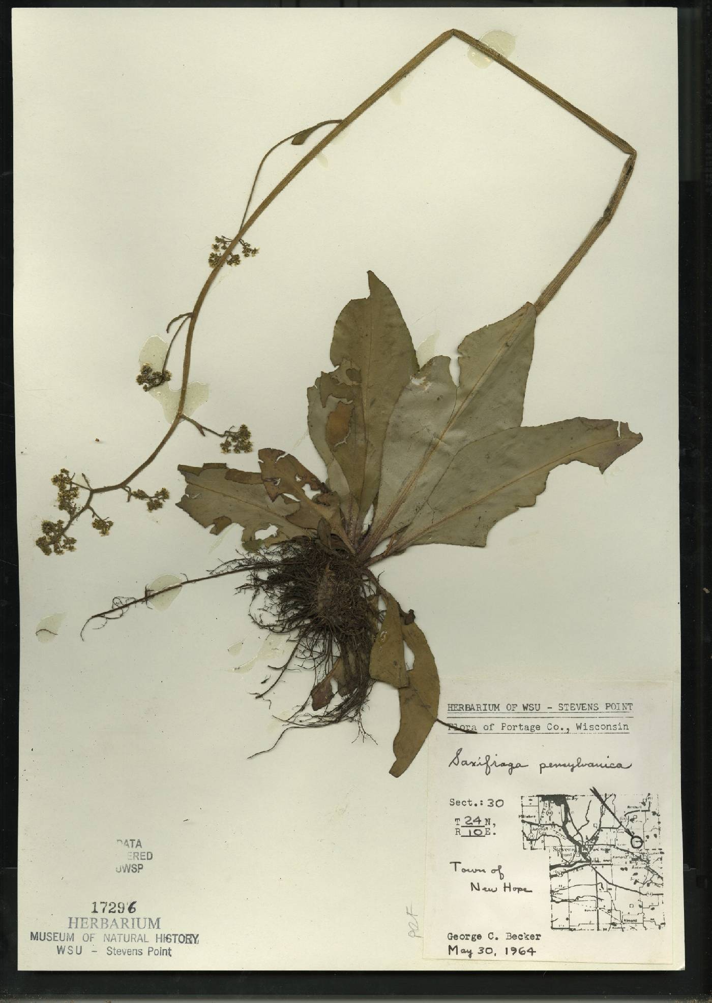 Micranthes pensylvanica image