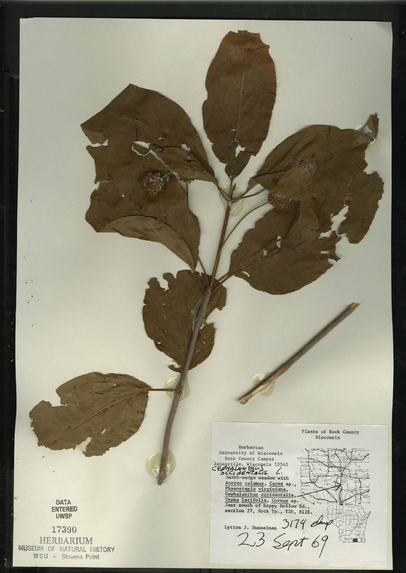 Cephalanthus occidentalis image