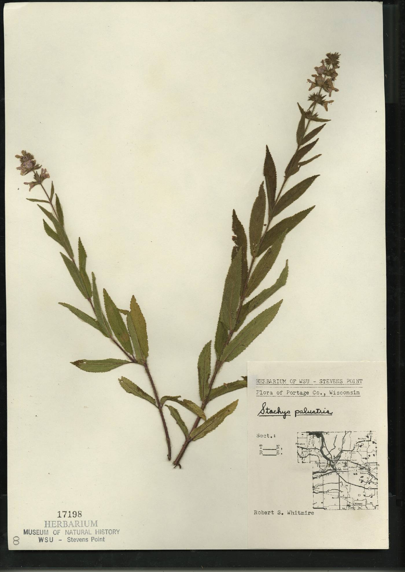 Stachys palustris image