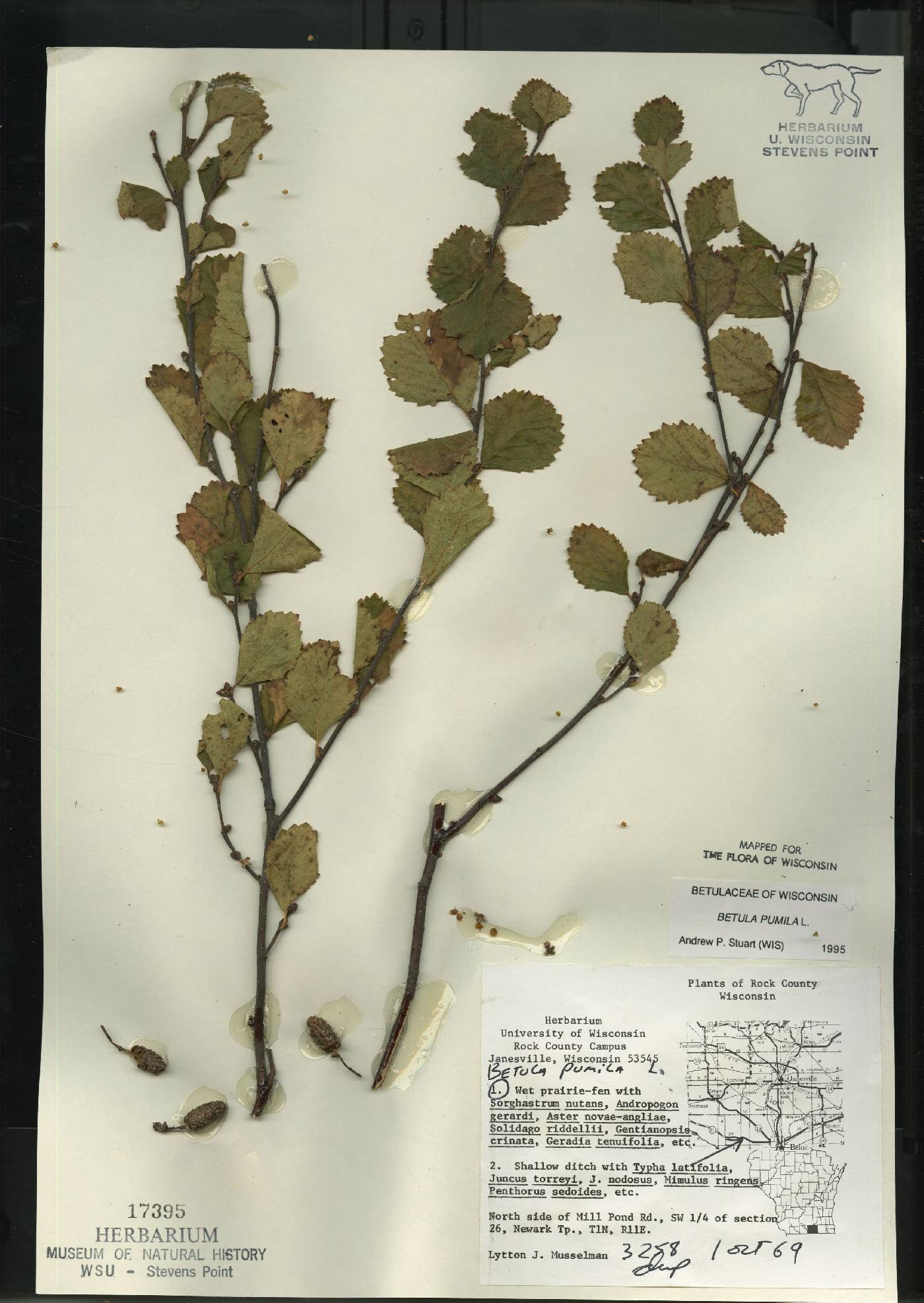 Betula pumila image