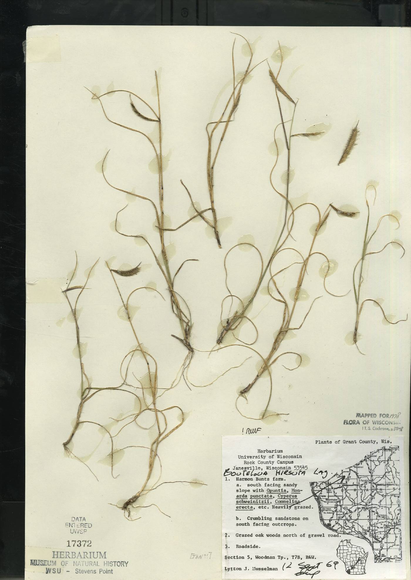 Bouteloua hirsuta image
