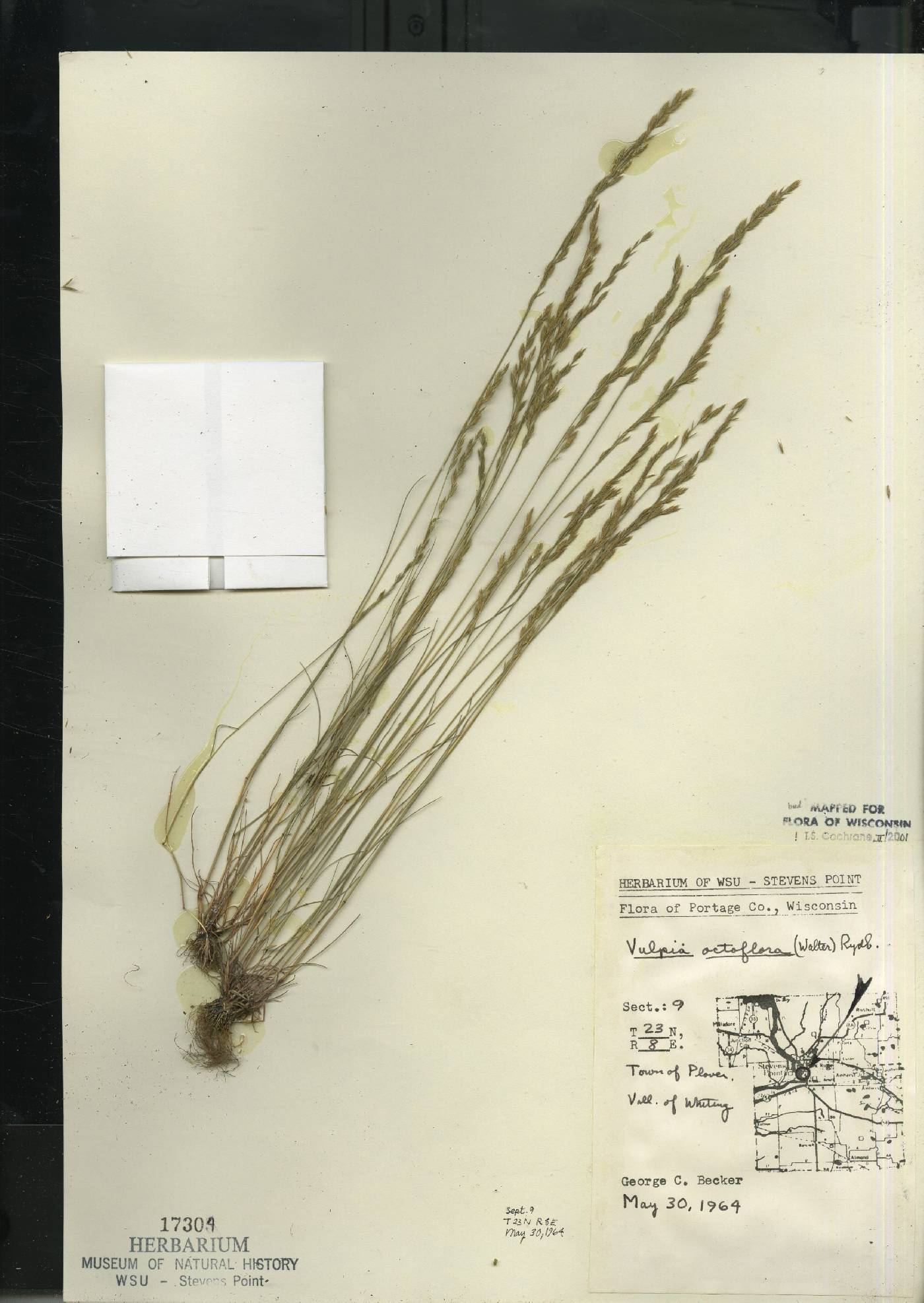 Festuca octoflora image
