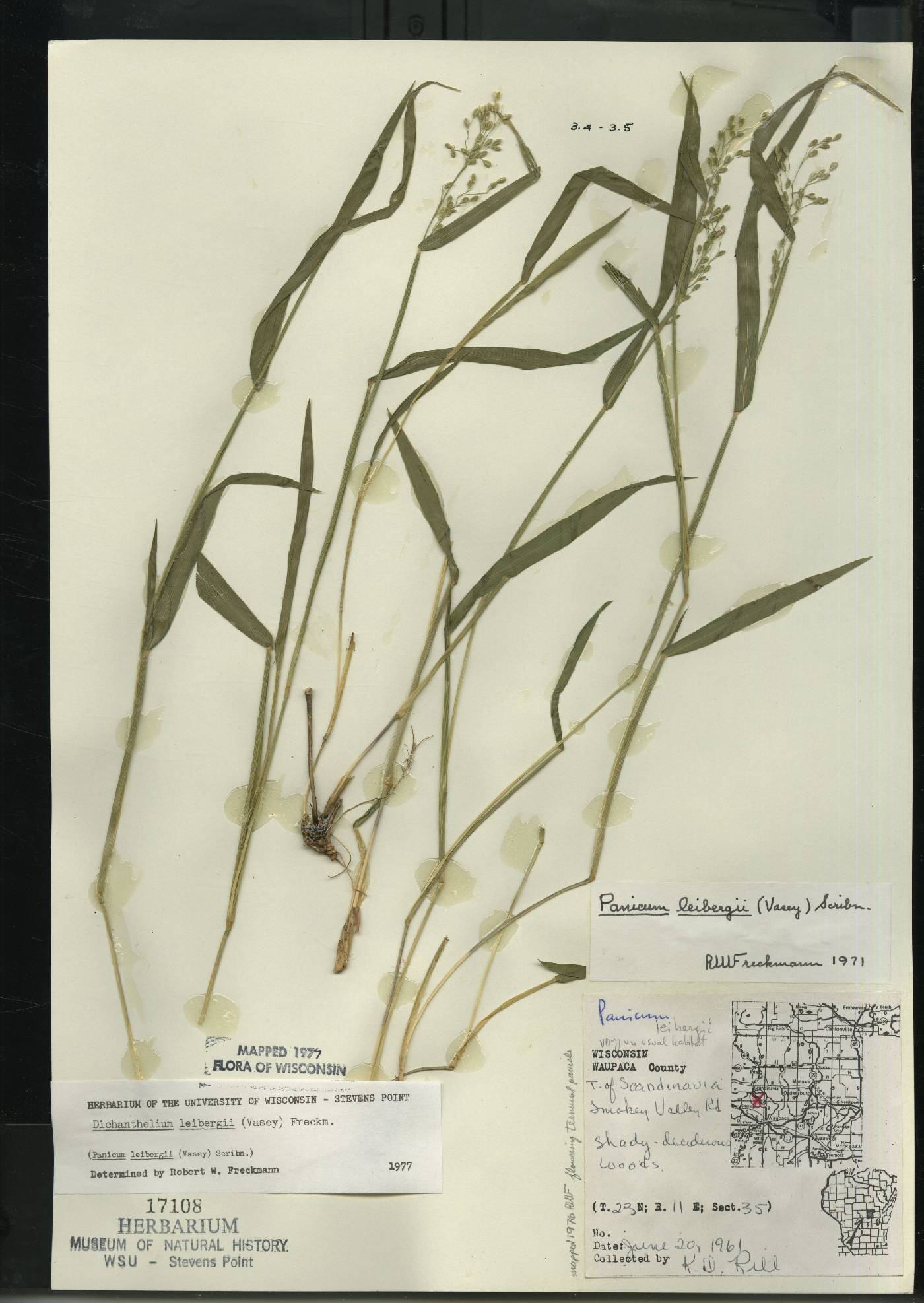 Dichanthelium leibergii image