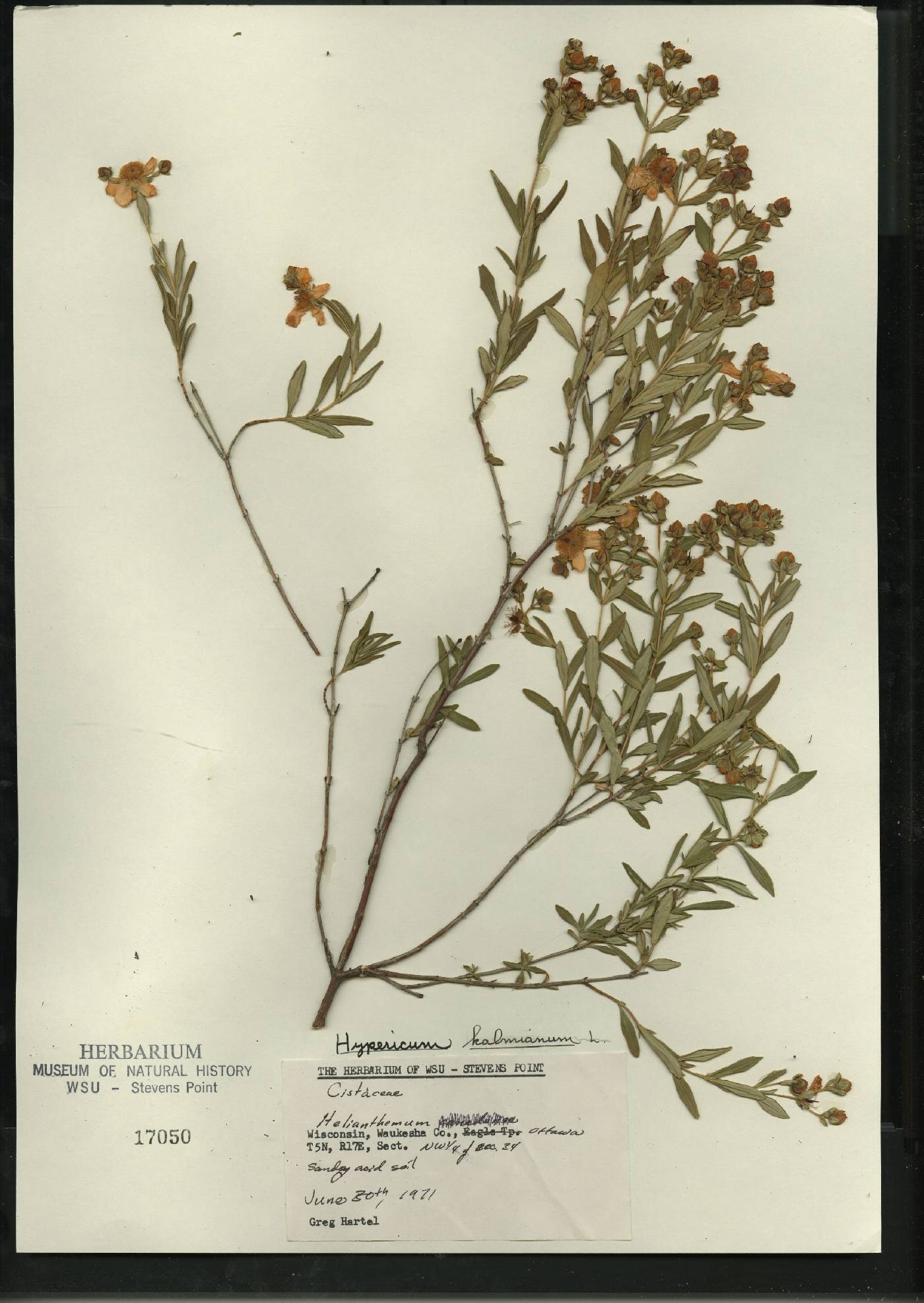 Hypericum kalmianum image