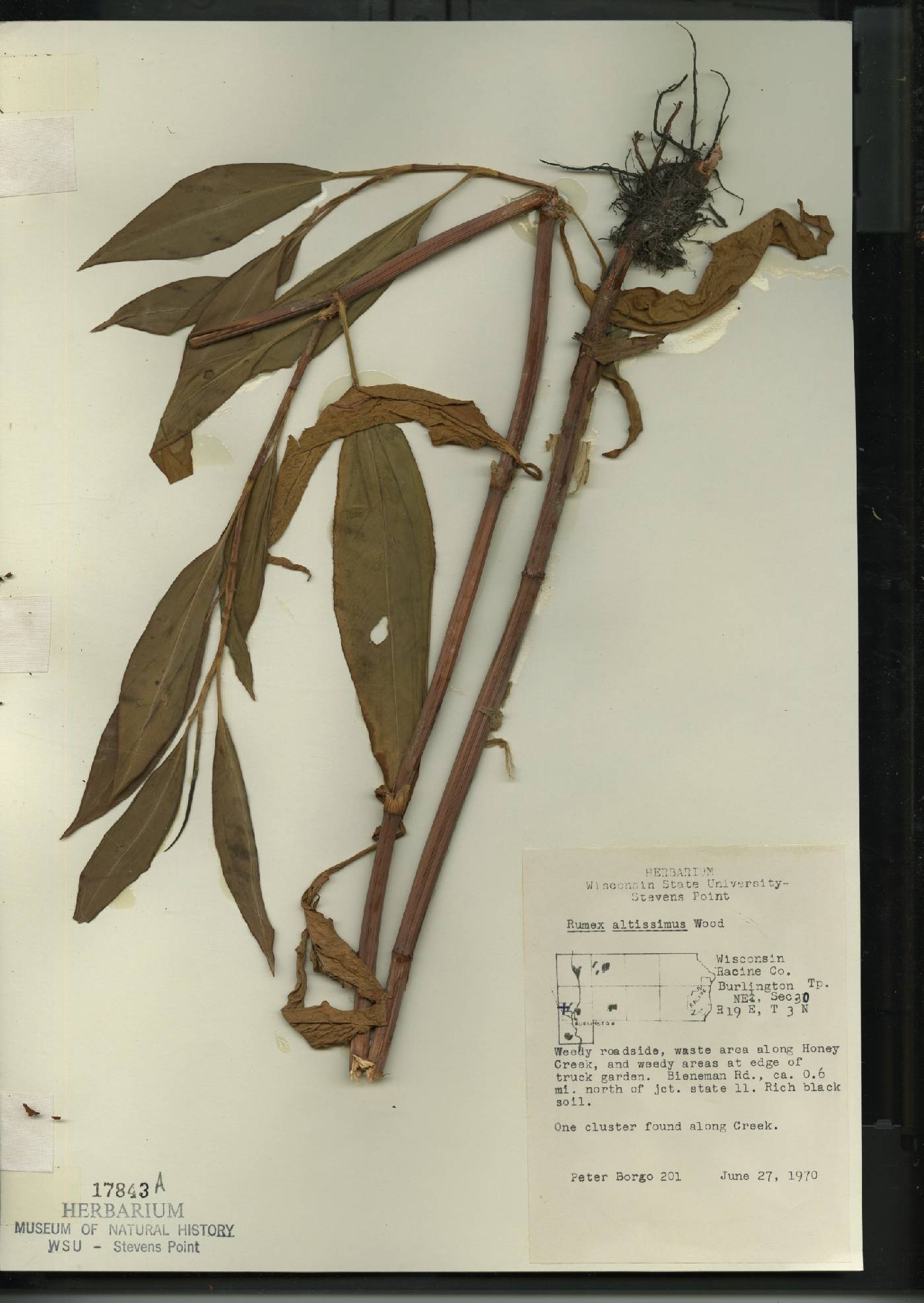 Rumex altissimus image