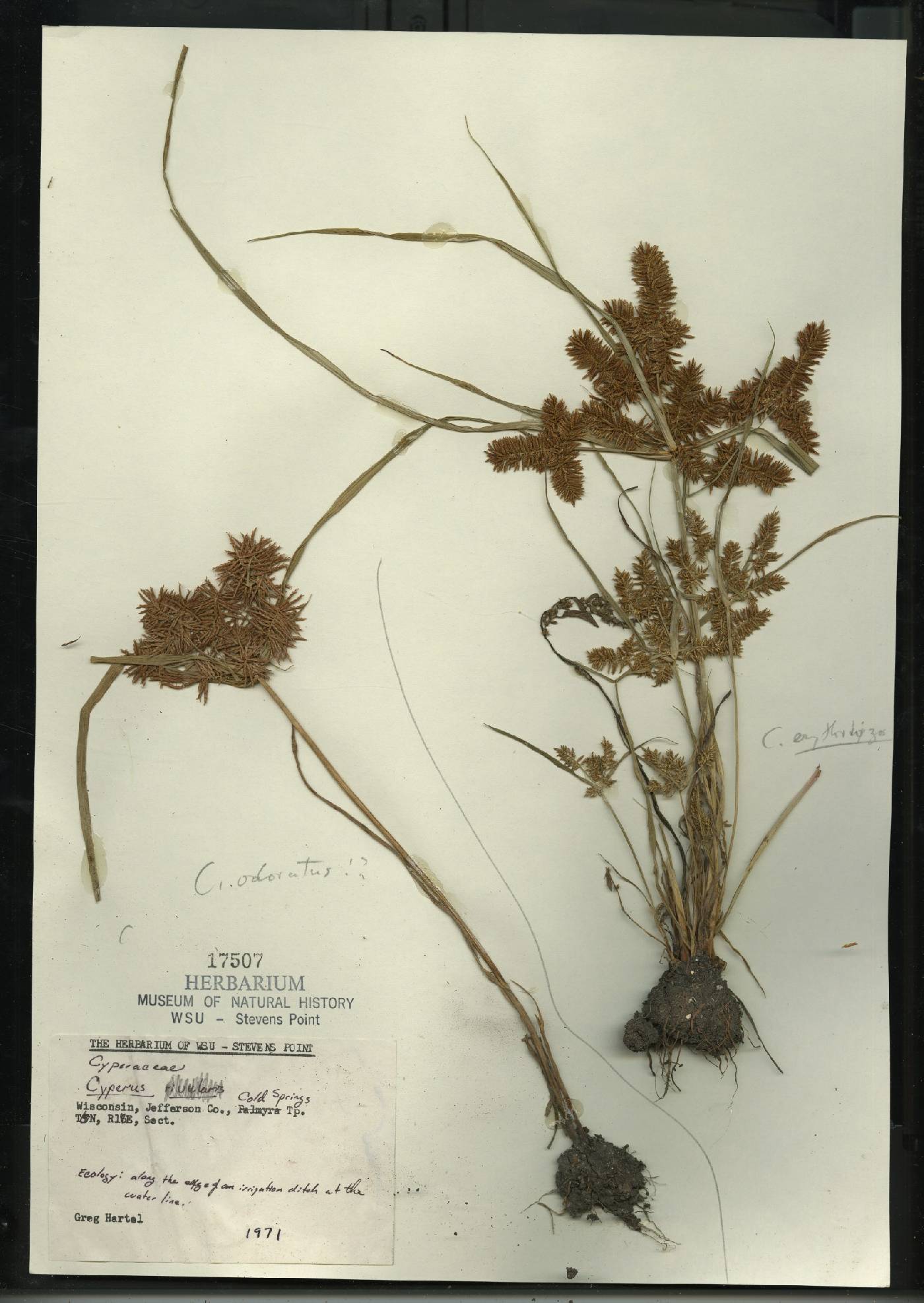 Cyperus odoratus image