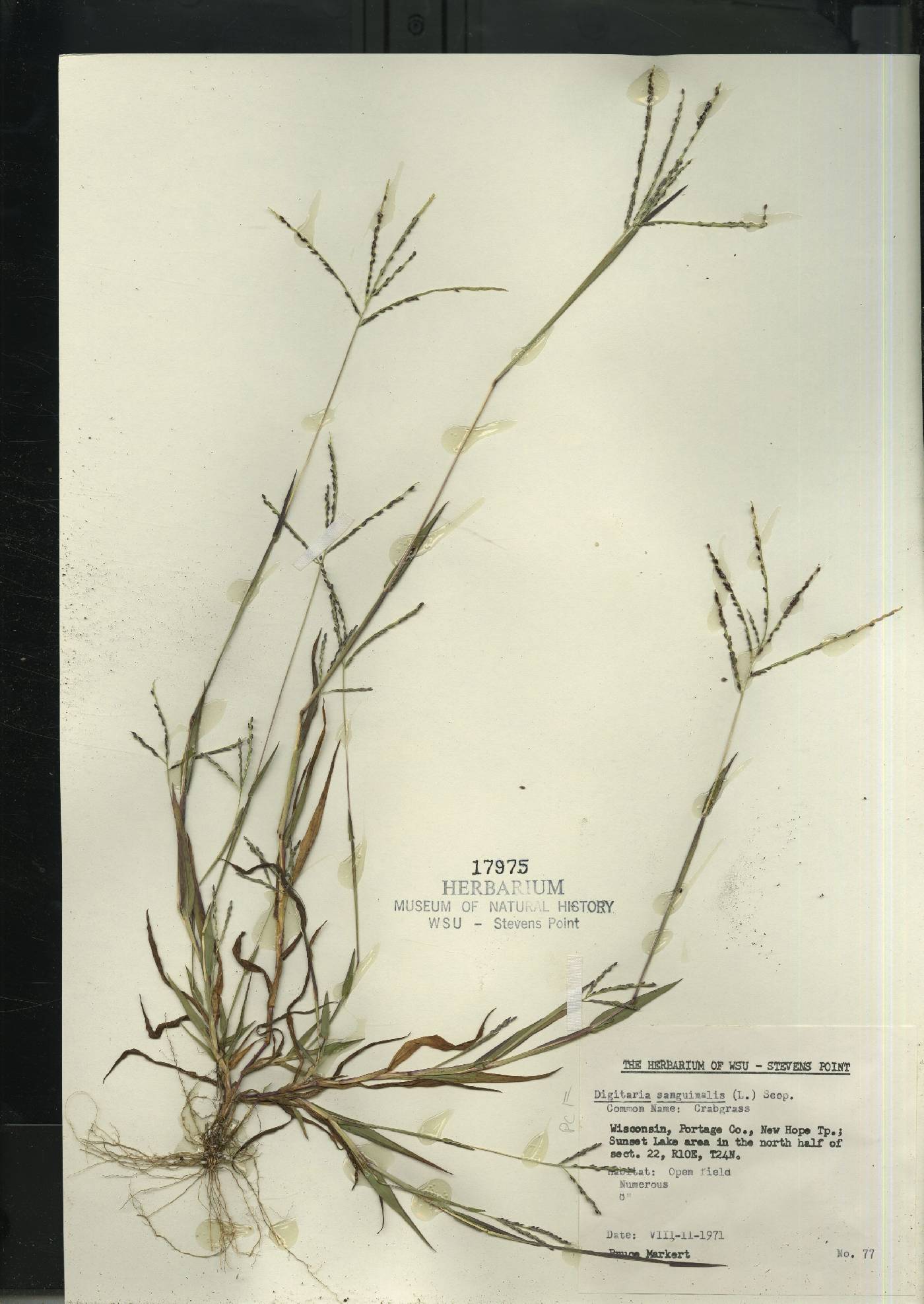 Digitaria sanguinalis image