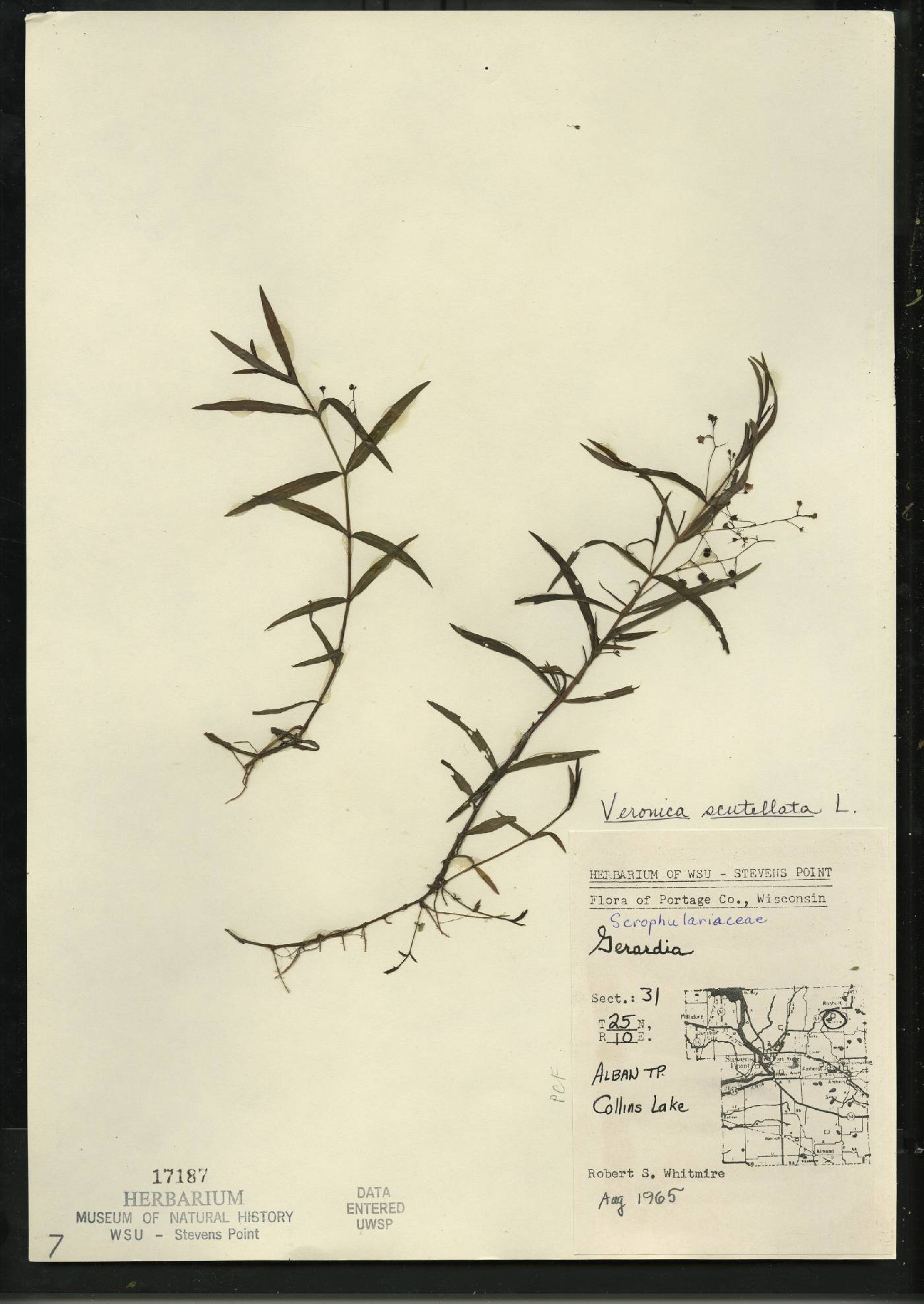 Veronica scutellata image