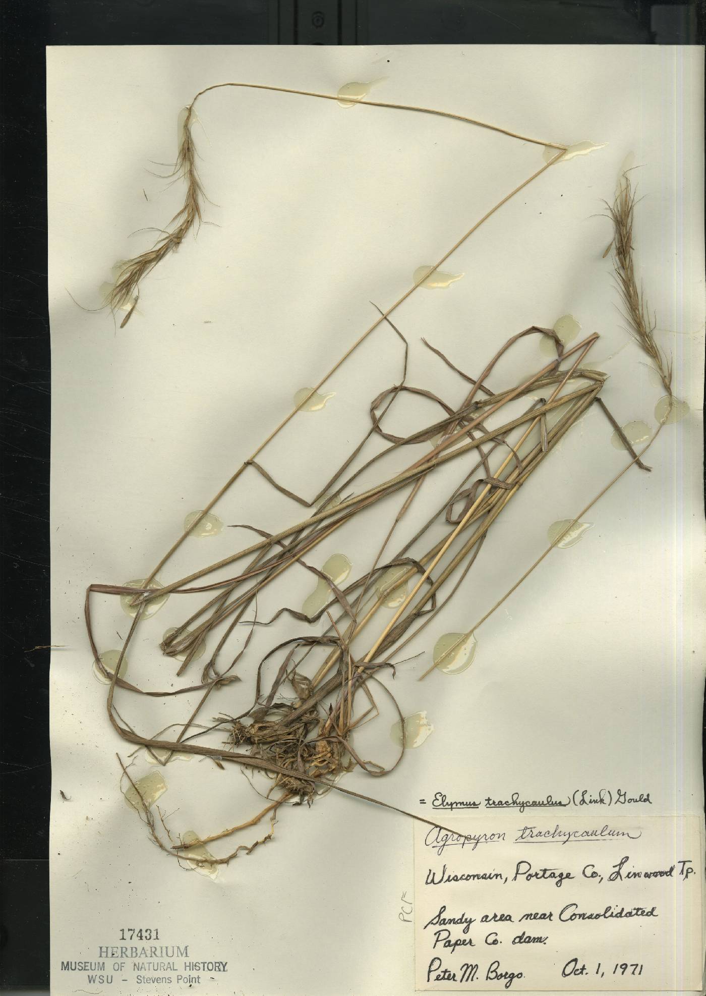 Elymus trachycaulus image