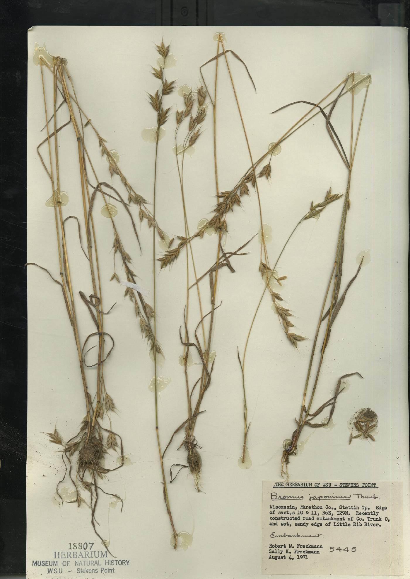 Bromus arvensis image