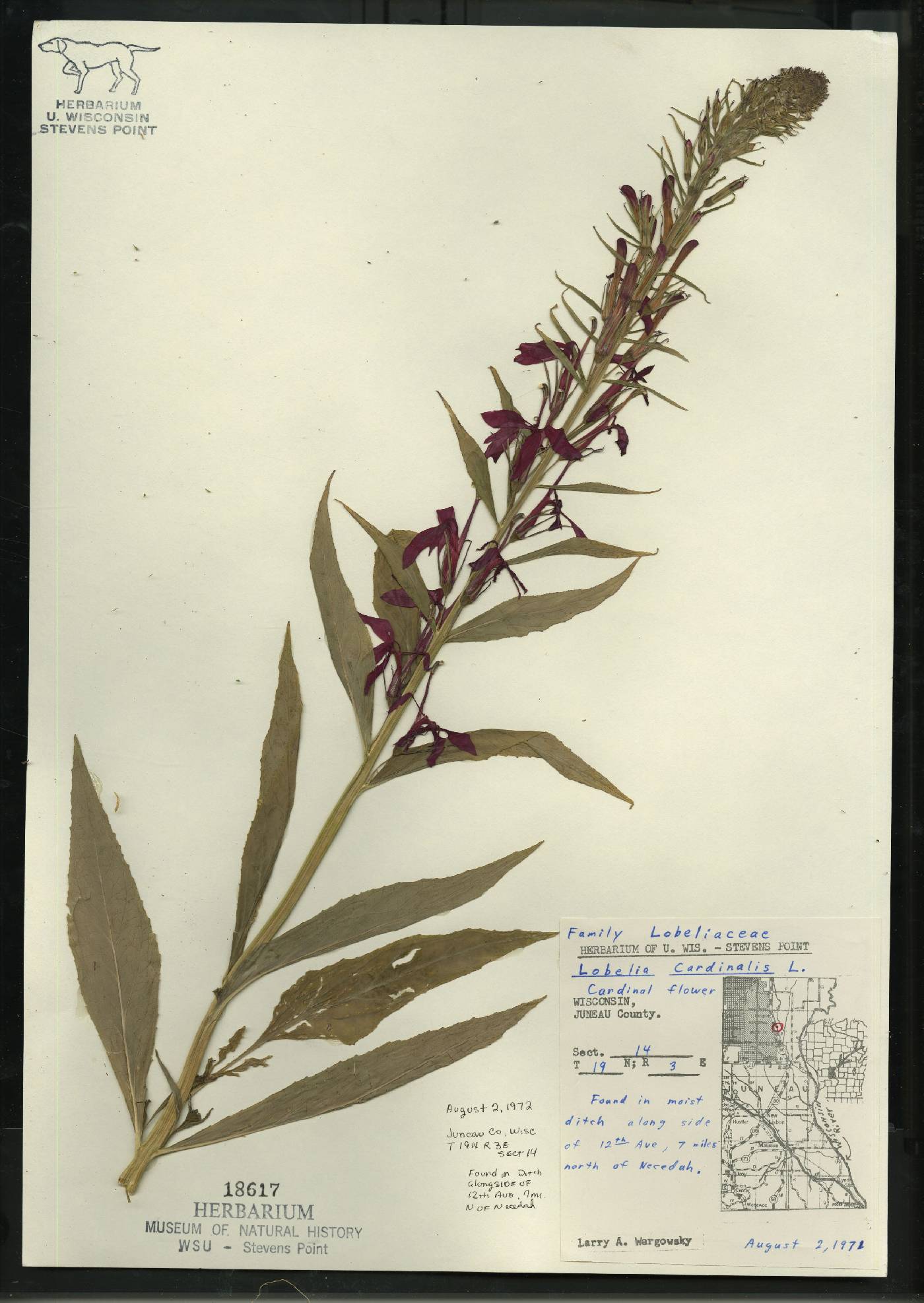 Lobelia cardinalis image