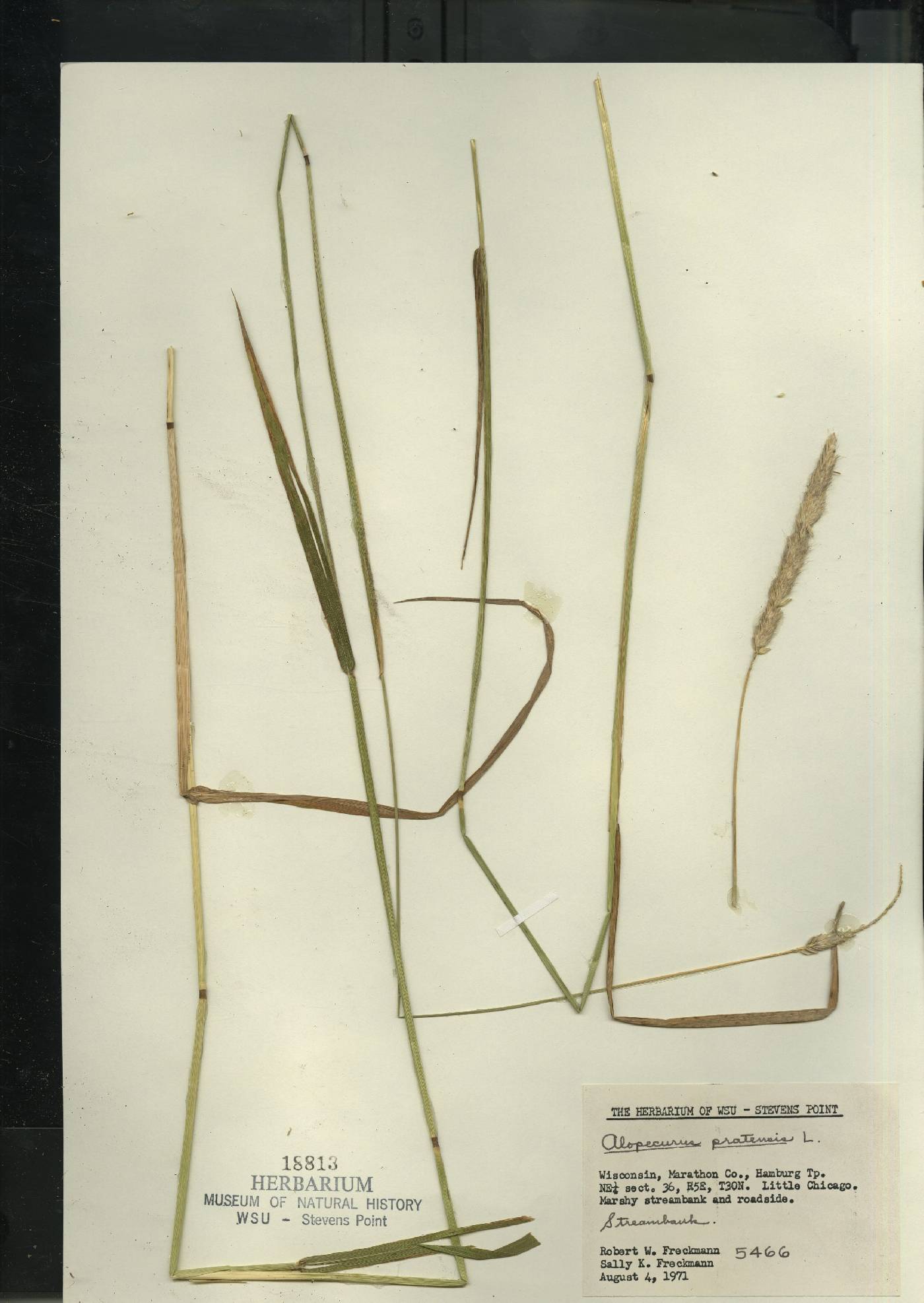 Alopecurus pratensis image