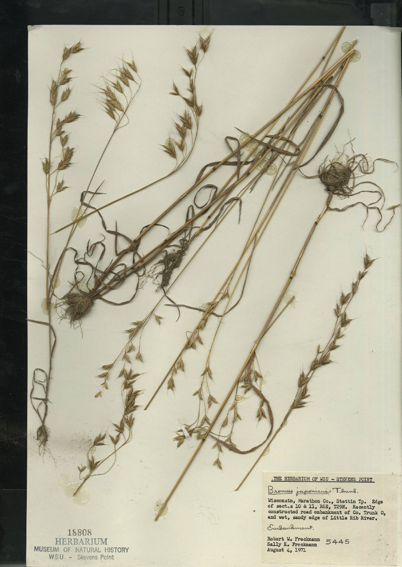 Bromus arvensis image