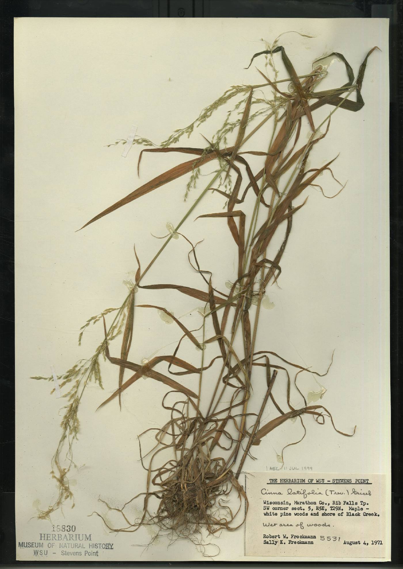 Cinna latifolia image