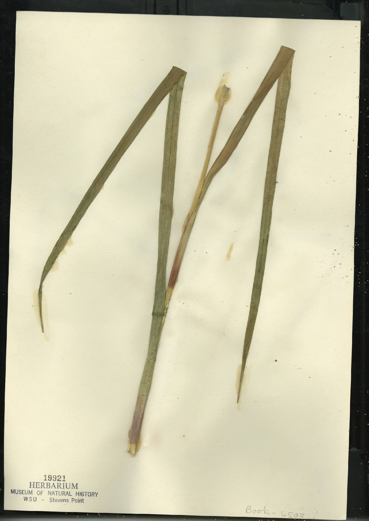 Scirpus microcarpus image